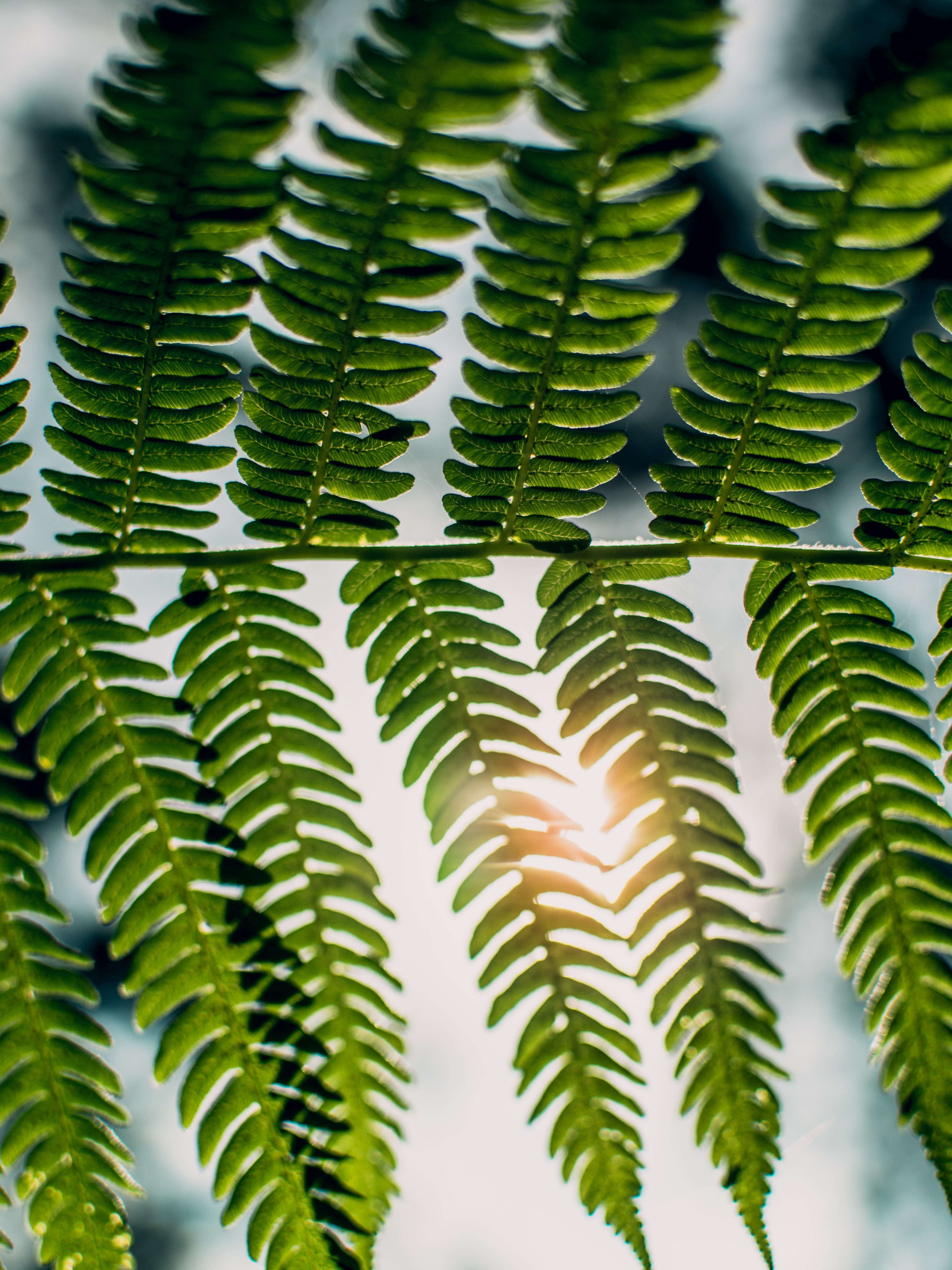 light inside a leaf 4k, Phone HD Wallpaper