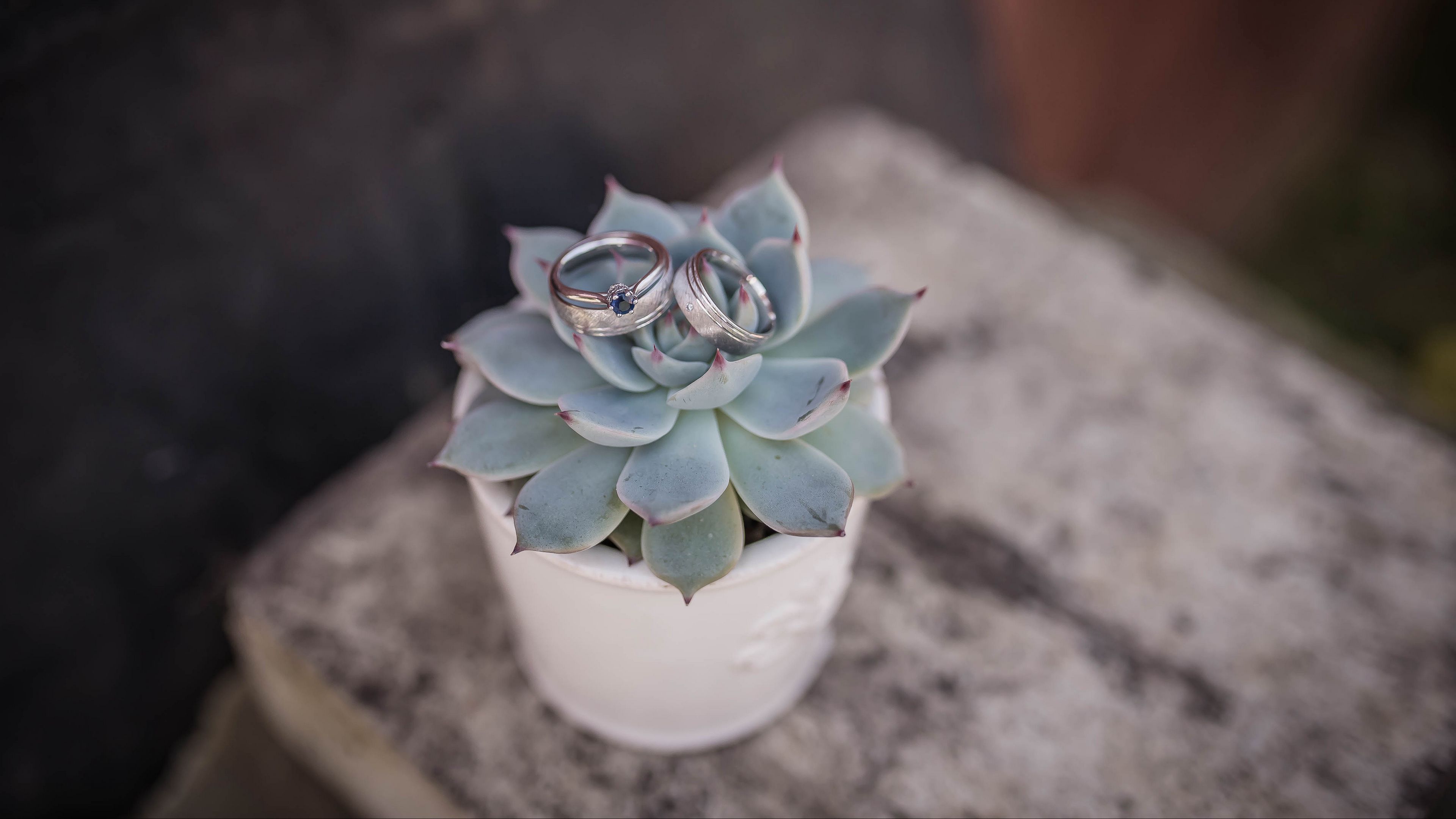 echeveria, succulent, rings, wedding, 4k, HD Wallpaper