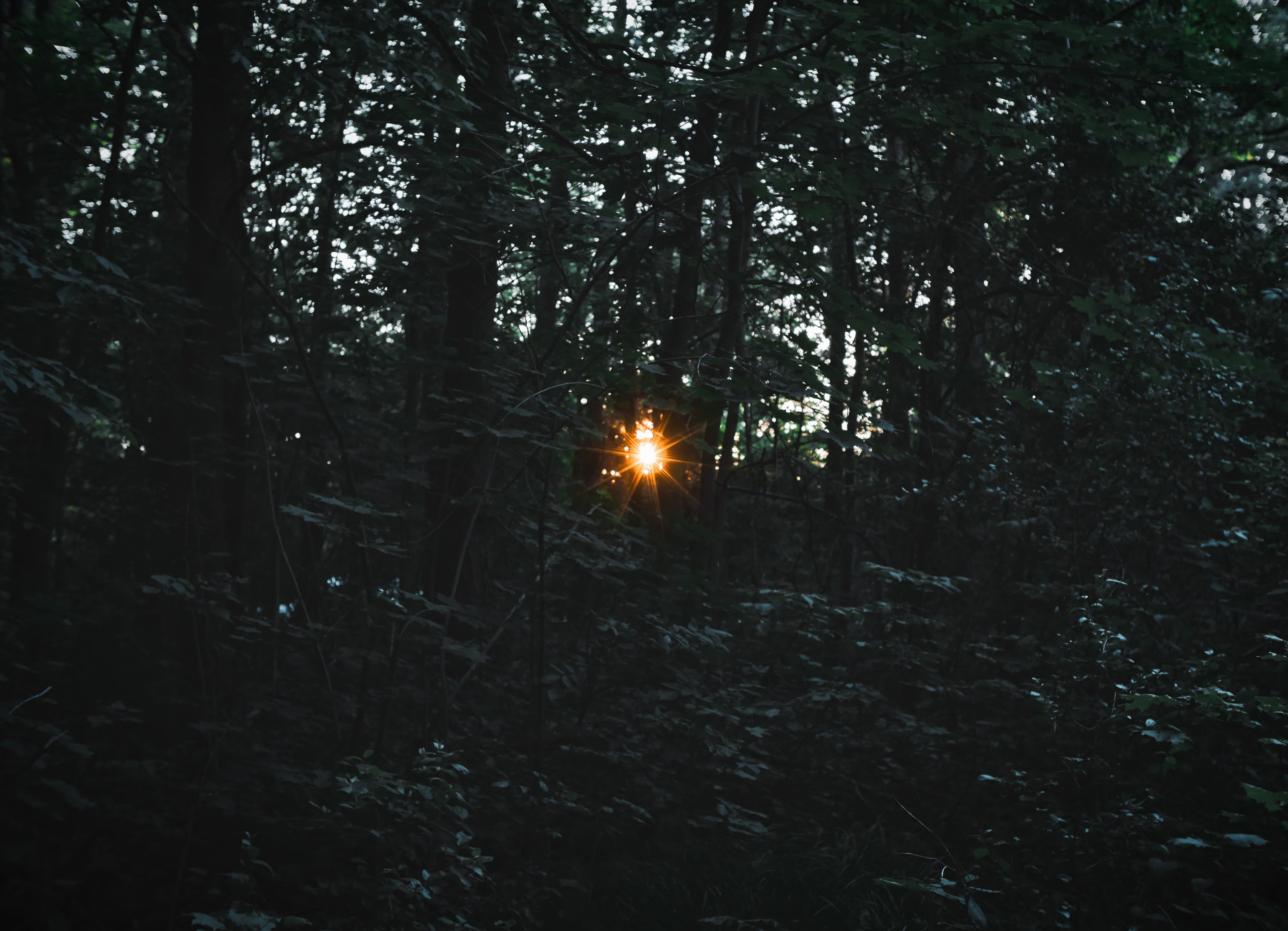 setting sun shining through a dense forest thicket in aurora, setting sun among branches 4k, HD Wallpaper