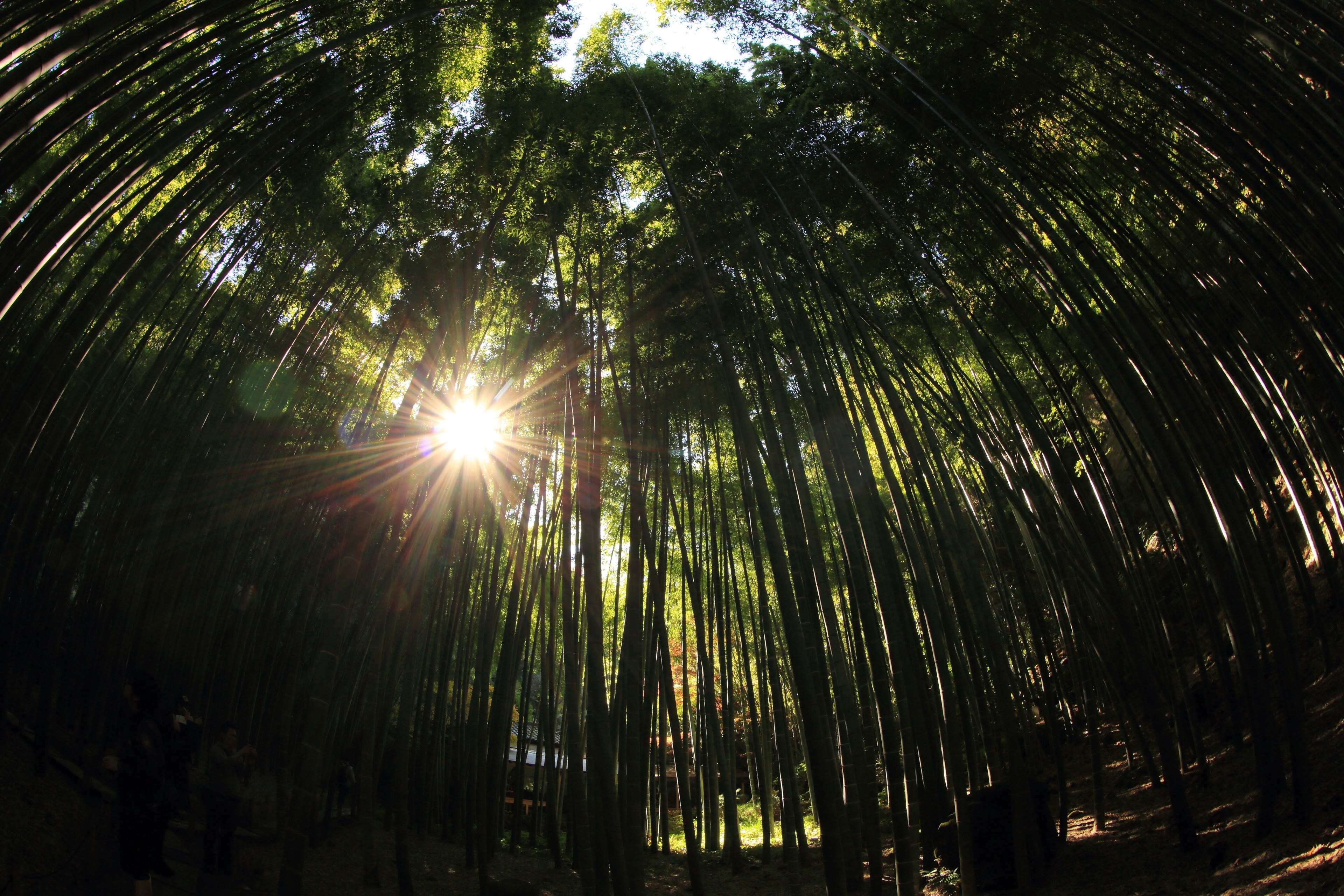 outdoor tree rural and leafe 4k, HD Wallpaper