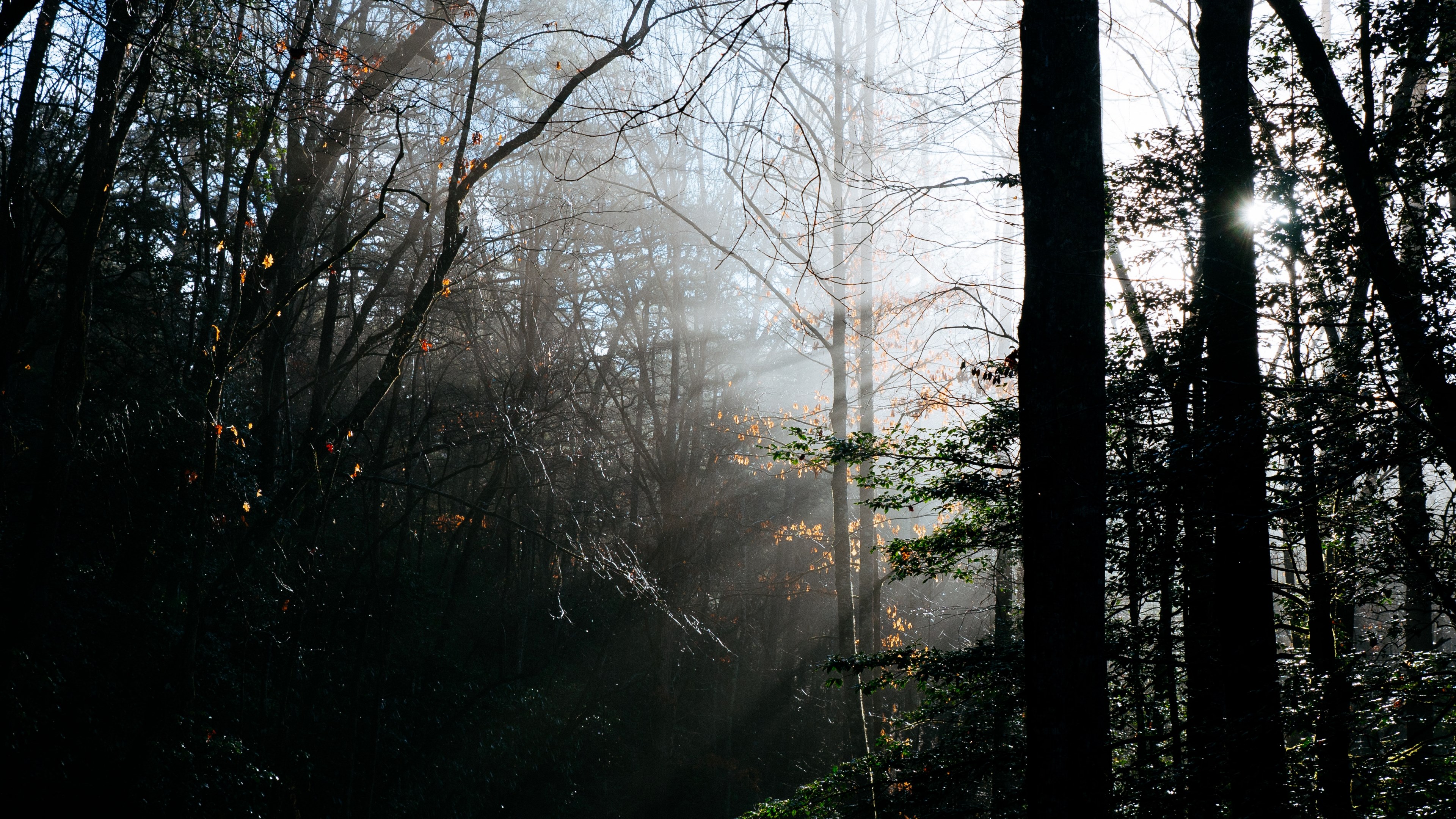 sunlight breaking through the branches in a dark forest, light in the dark forest 4k, HD Wallpaper
