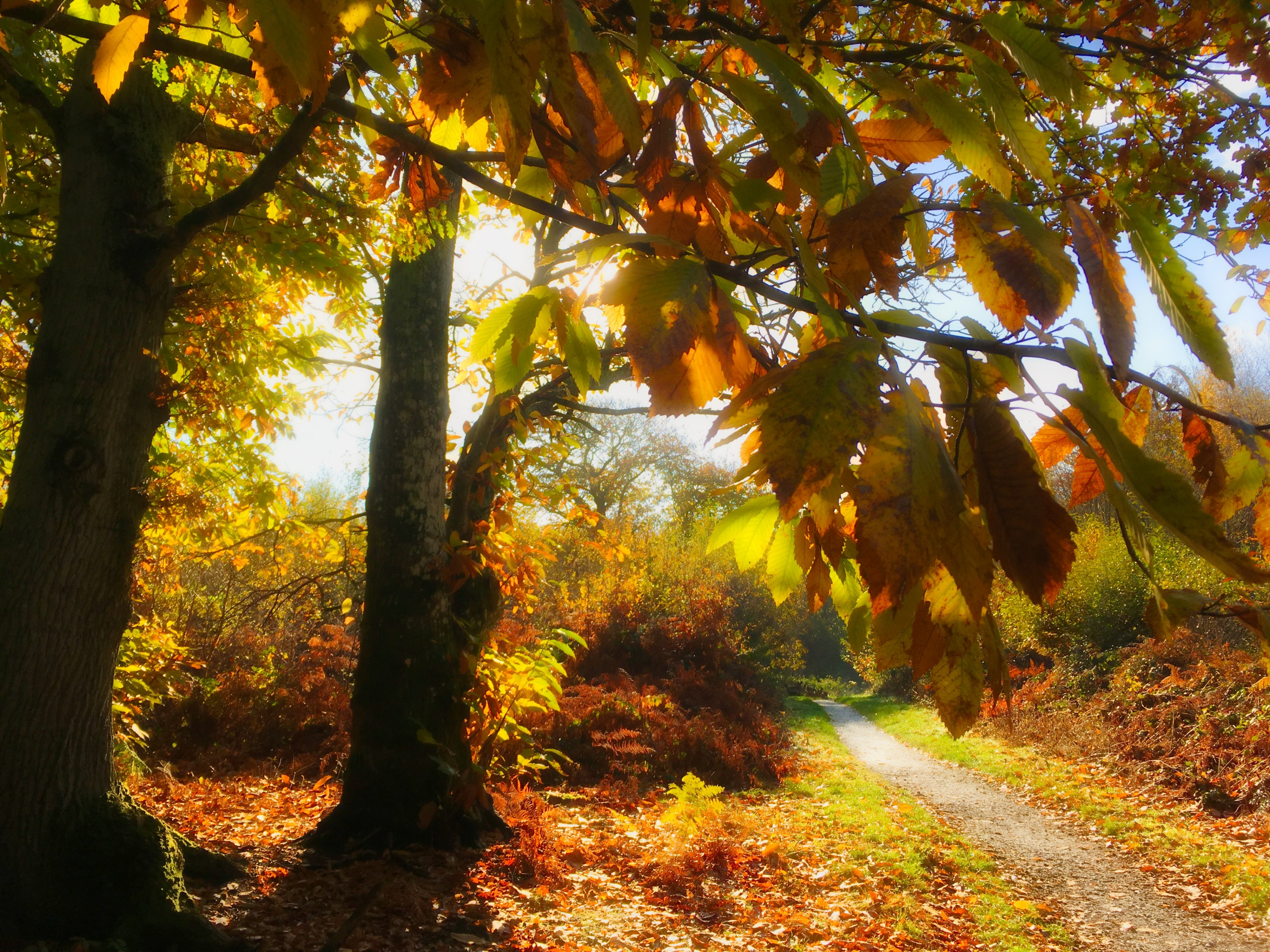 sunlight forest wood and tree 4k, HD Wallpaper