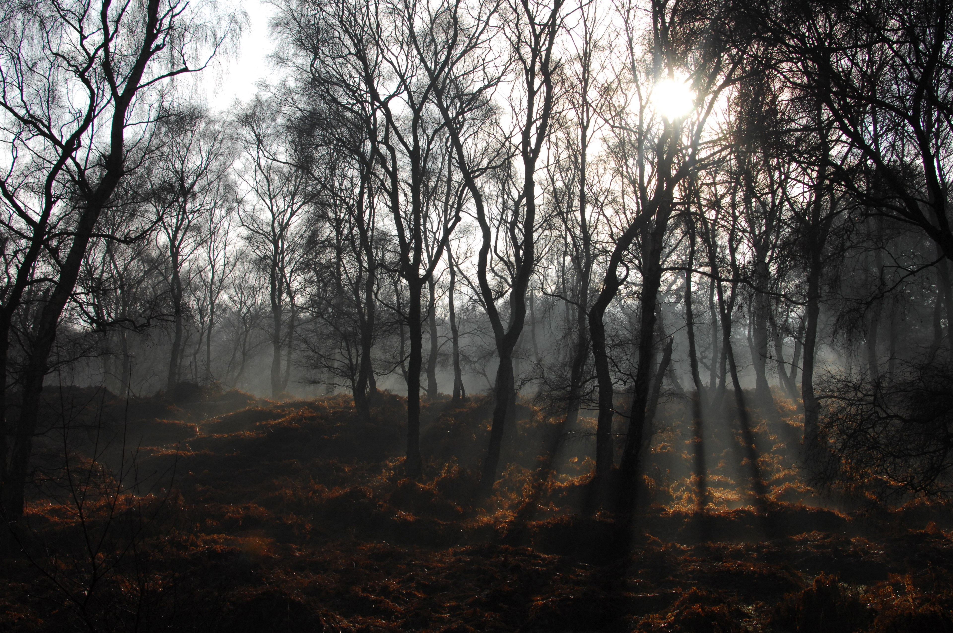 sunrays breaking through leafless branches in a grove in cannock chase, sunlight and fog 4k, HD Wallpaper