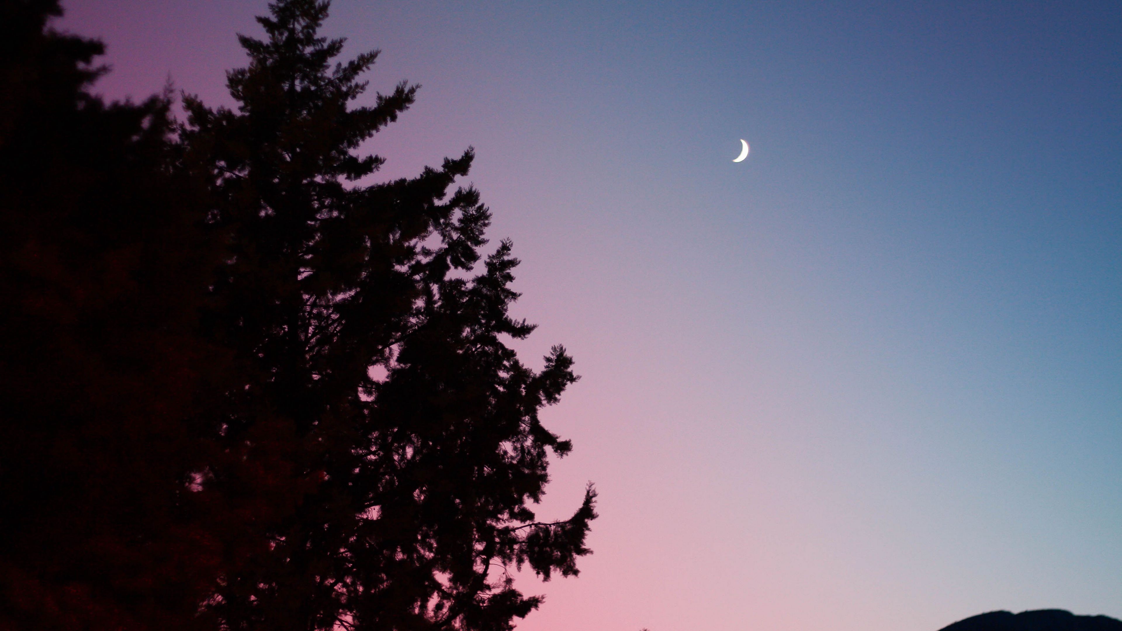 trees, sky, fir, 4k, HD Wallpaper