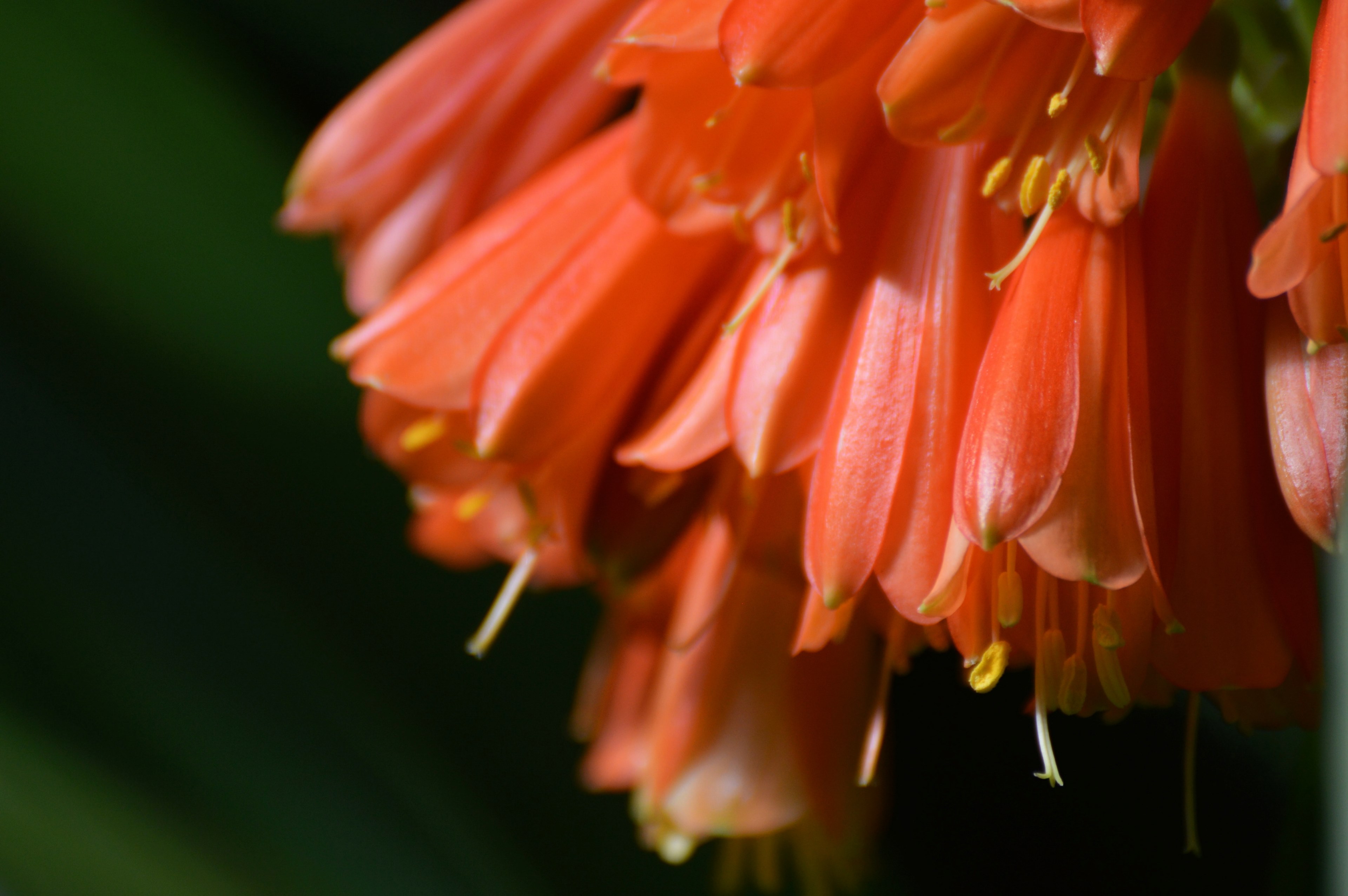riging bells 4k, HD Wallpaper