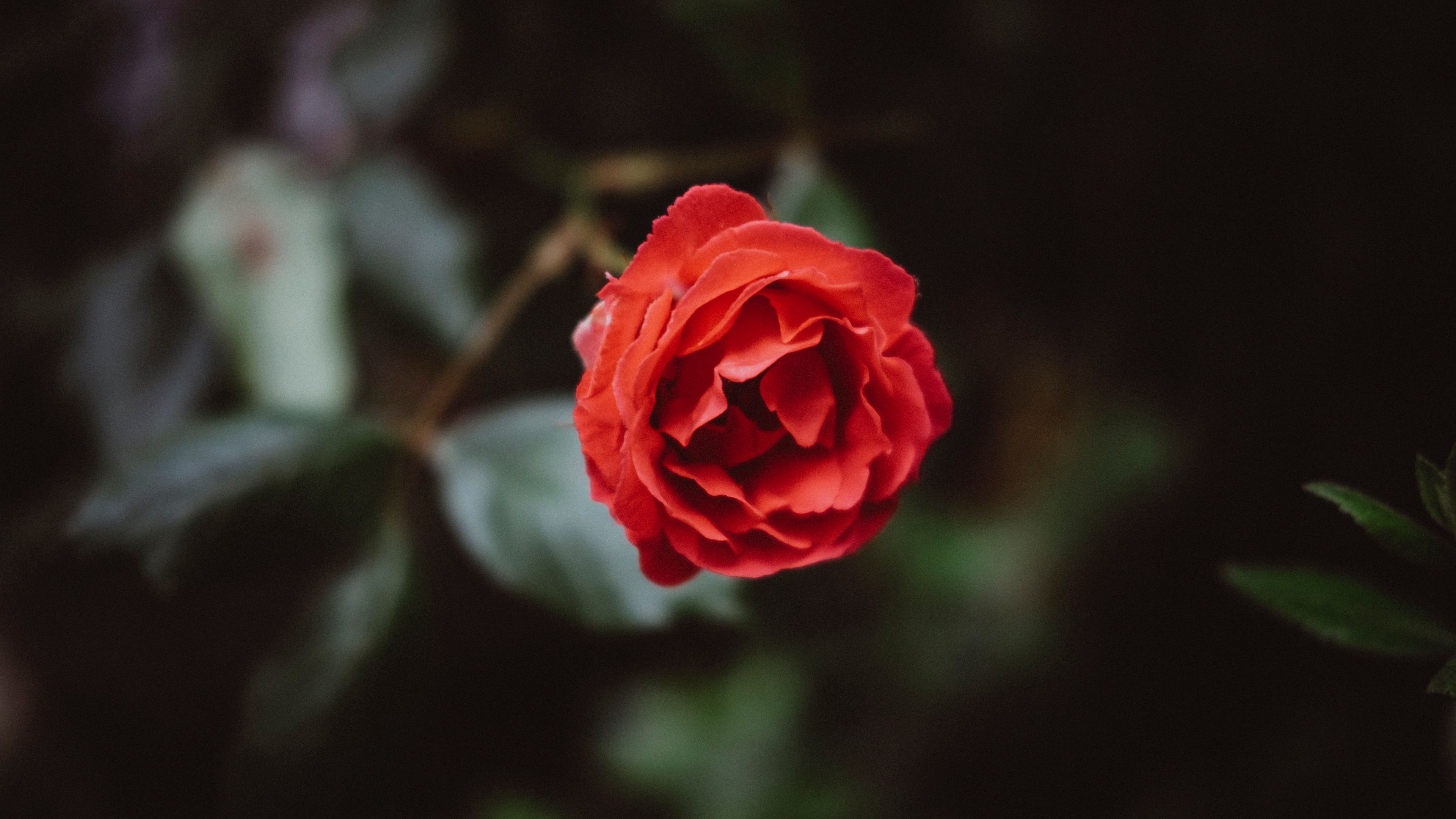 flower, red, bud, petals, 4k, HD Wallpaper