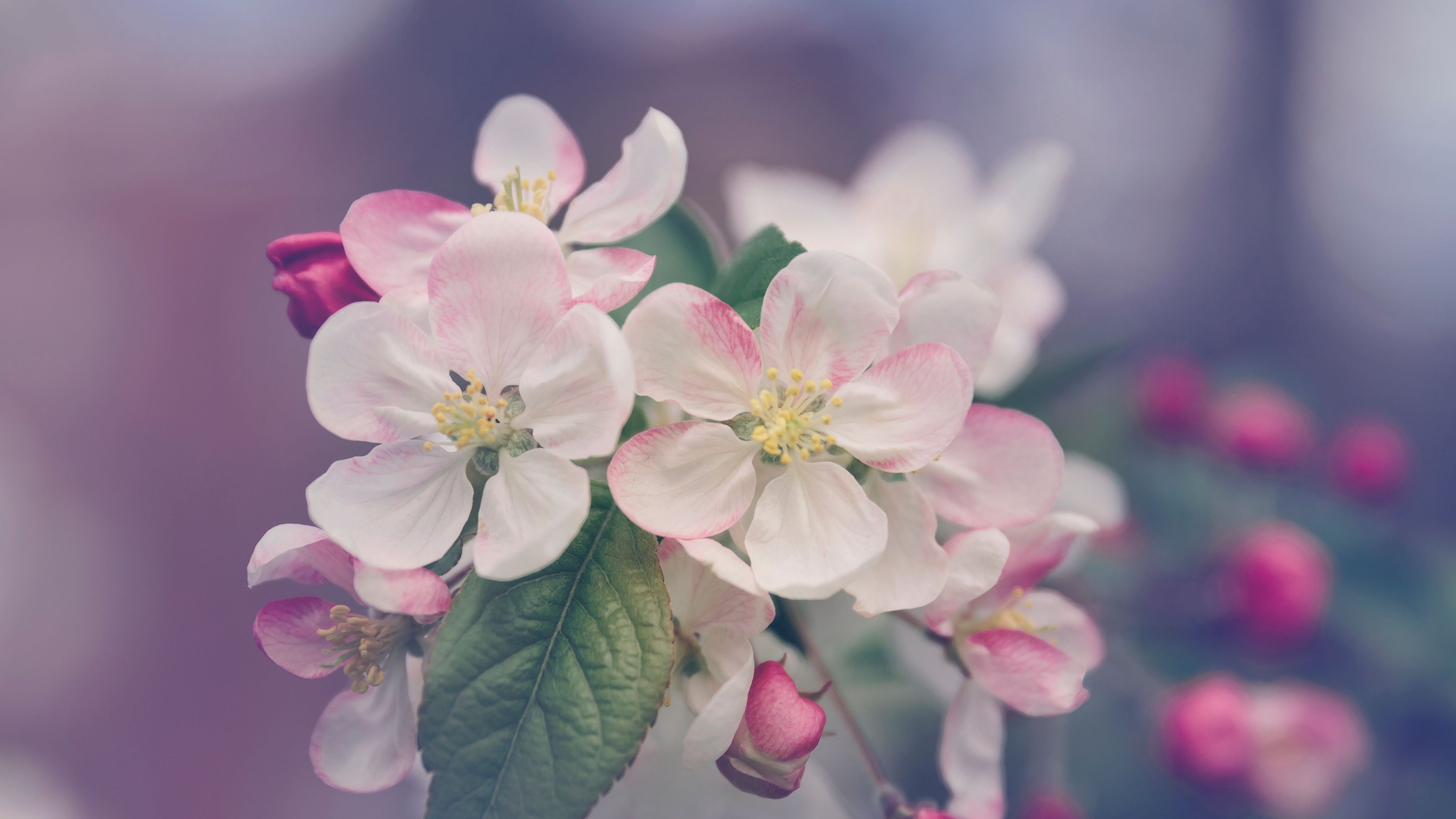 flowers, bloom, spring, tree, 4k, HD Wallpaper