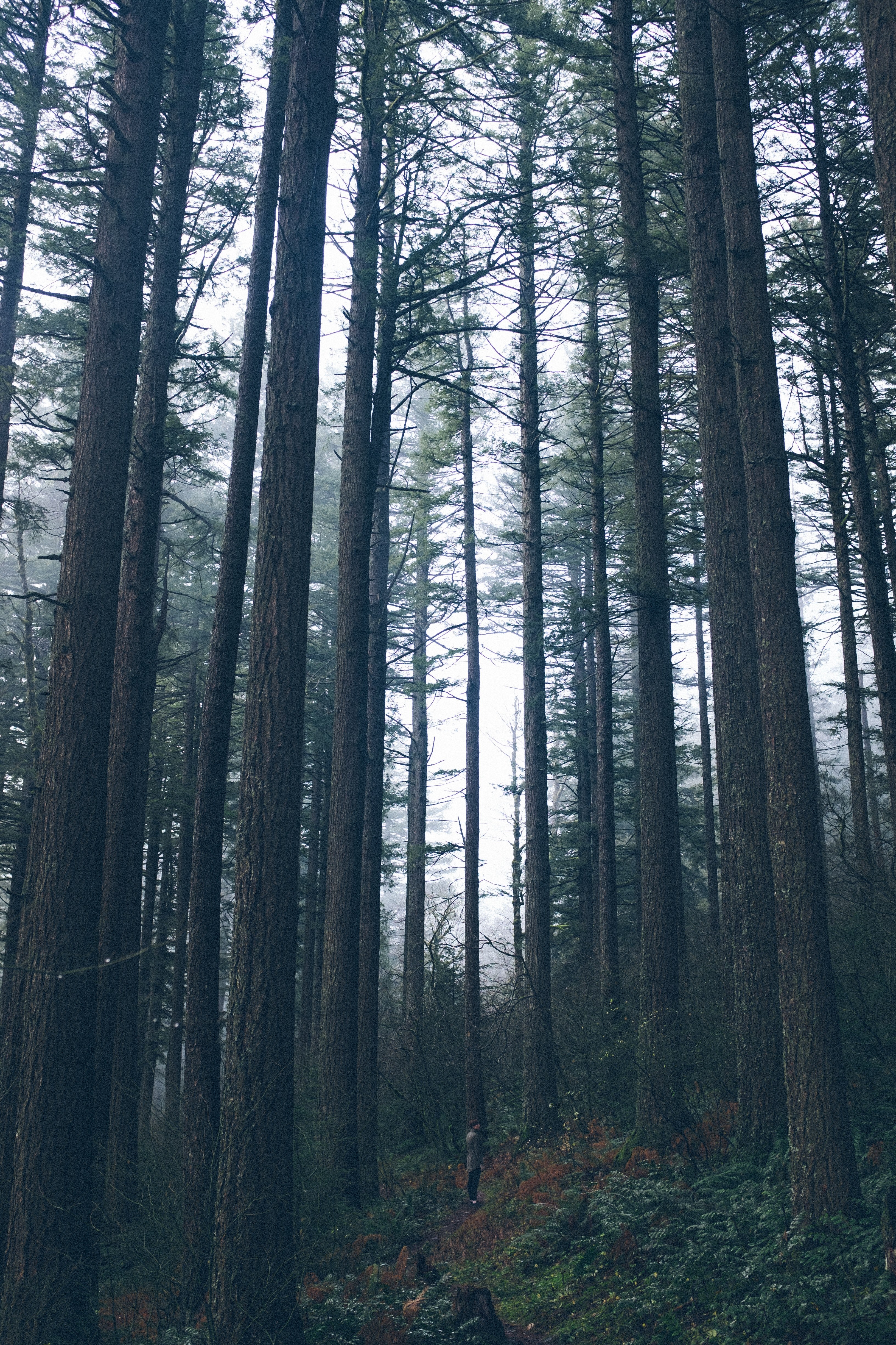 a person standing among tall pine trees in a forest in angels rest, tall pines girl 4k, Phone HD Wallpaper