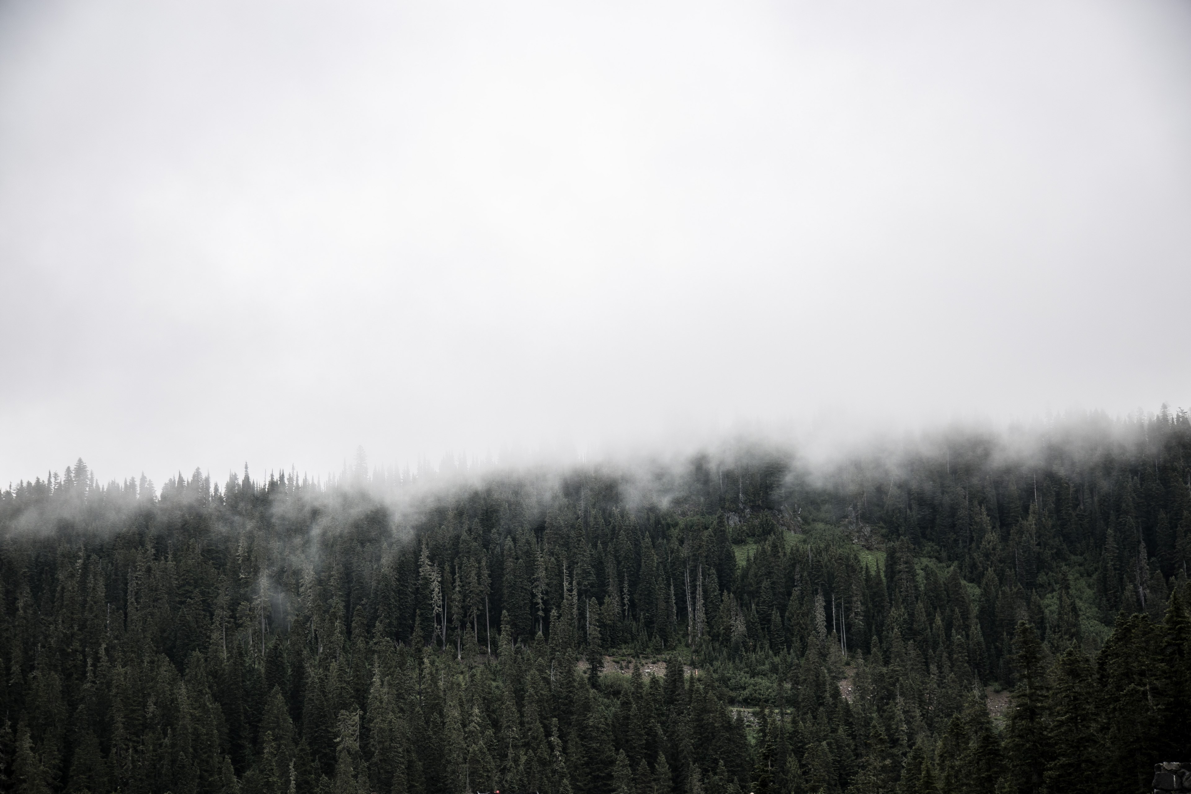 an evergreen forest in canada enveloped in thick fog, misty mornings 4k, HD Wallpaper