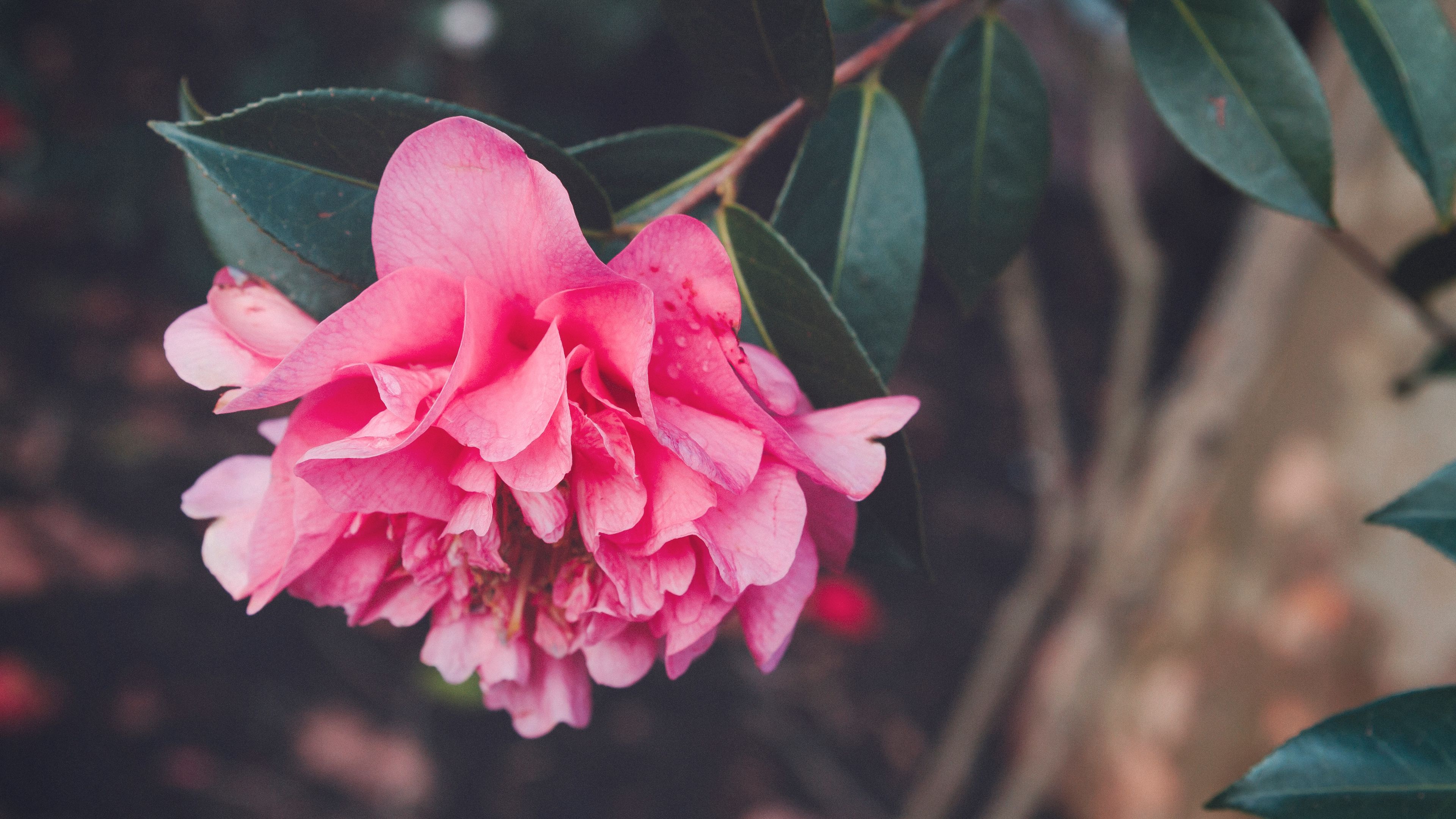 flower, bud, petals, pink, 4k, HD Wallpaper