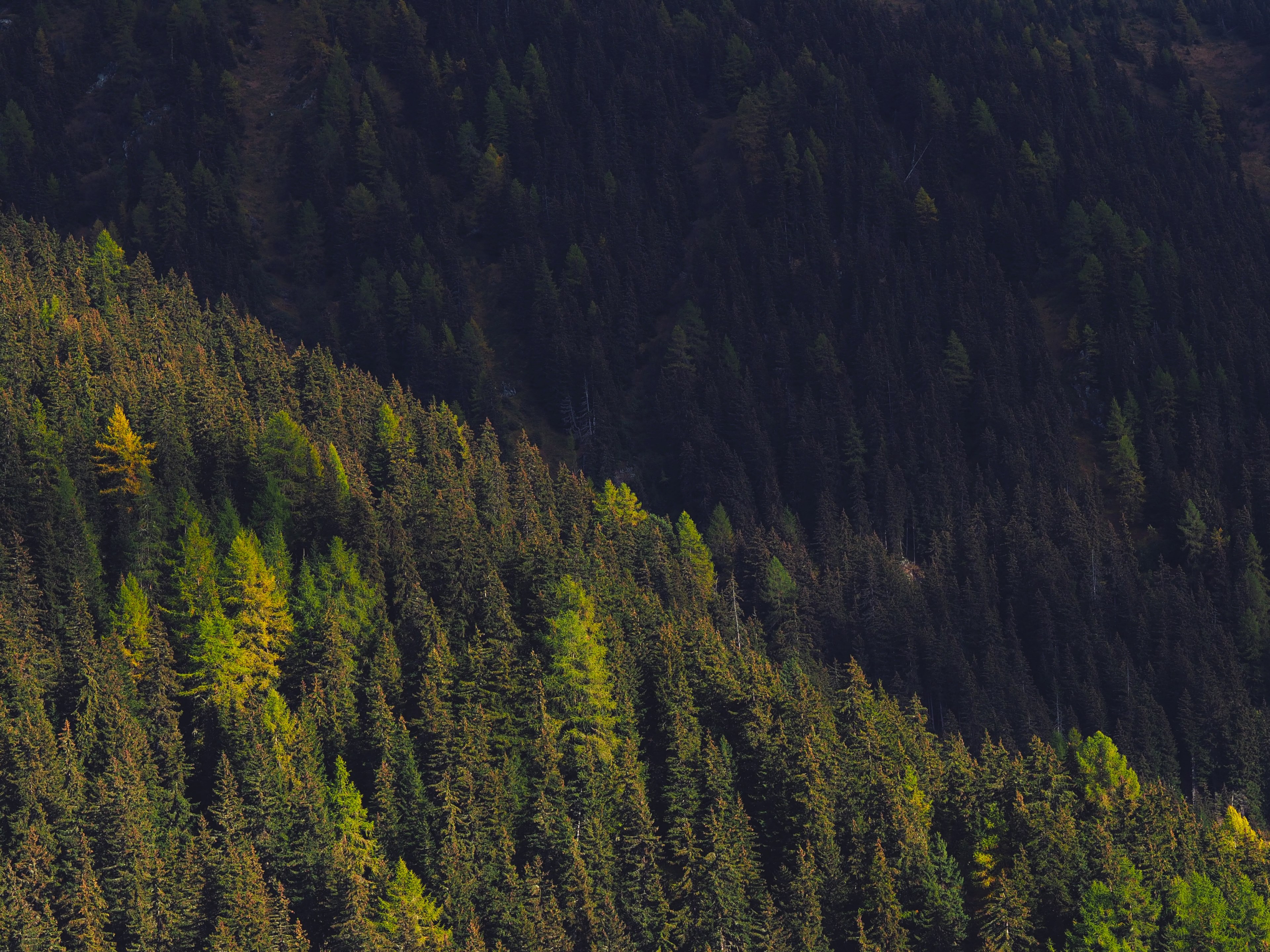 a green coniferous forest on a slope in verbier, conifers on a slope 4k, HD Wallpaper