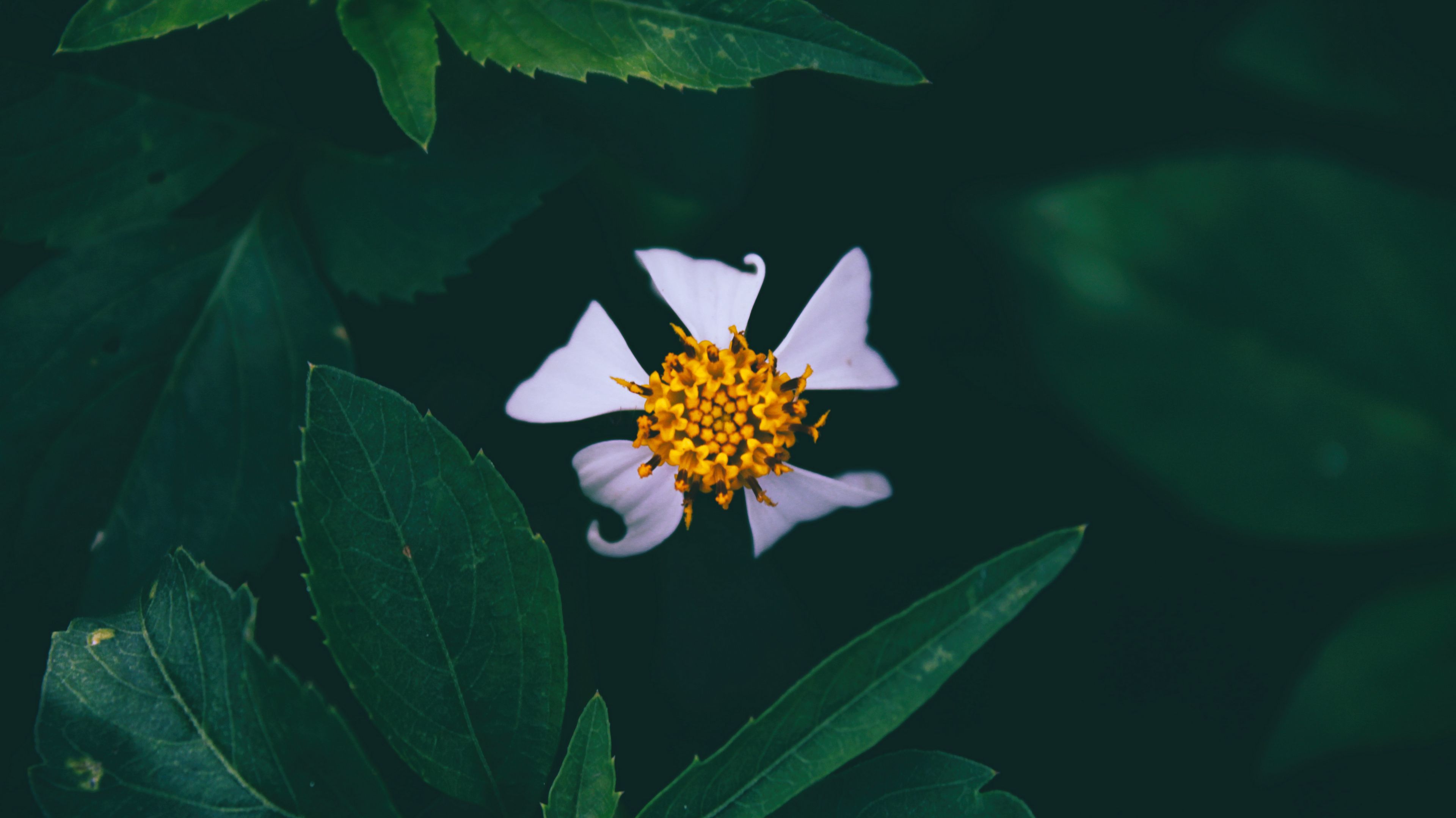 flower, closeup, bud, petals, 4k, HD Wallpaper