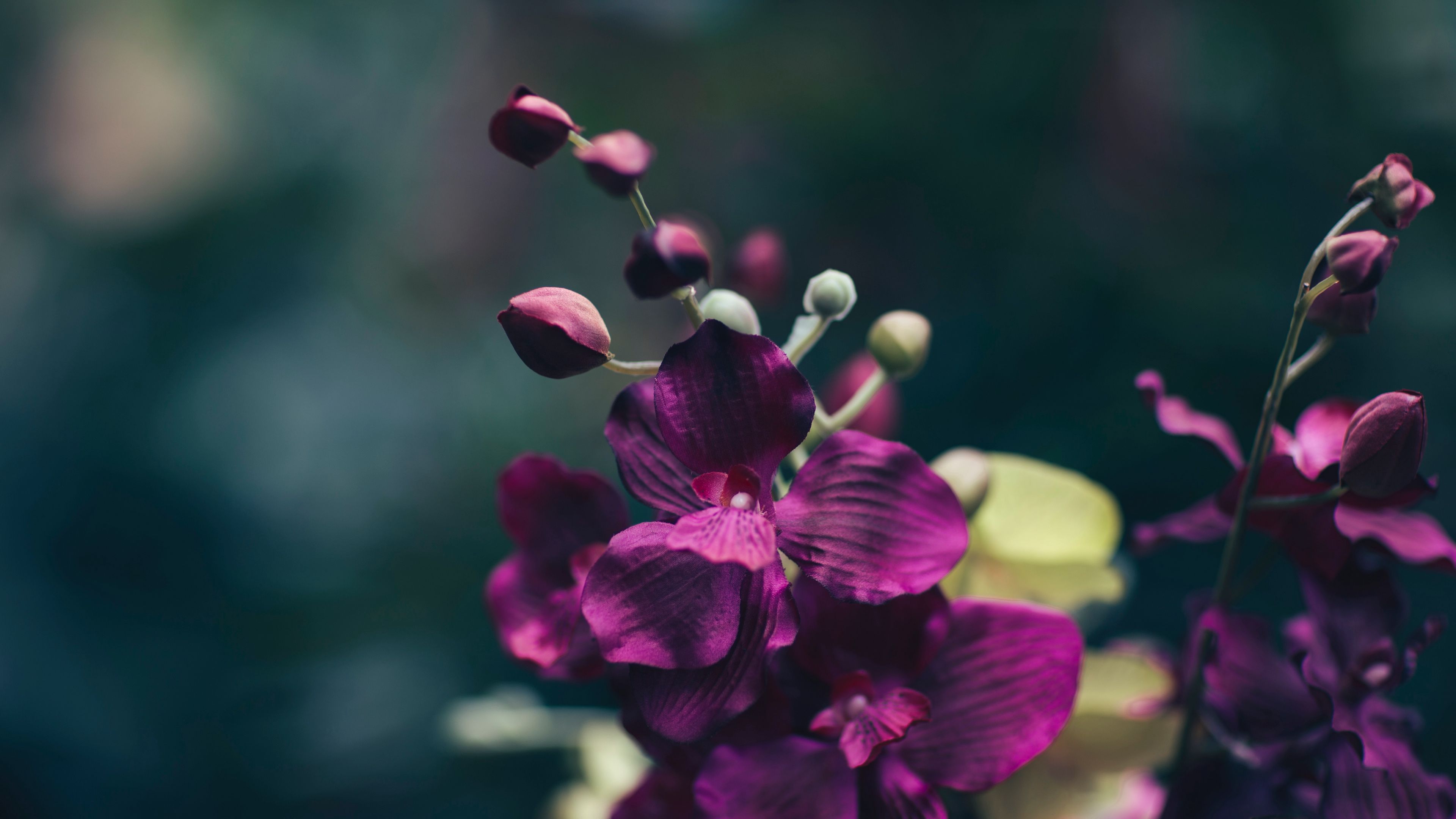 flower, violet, petals, 4k, HD Wallpaper