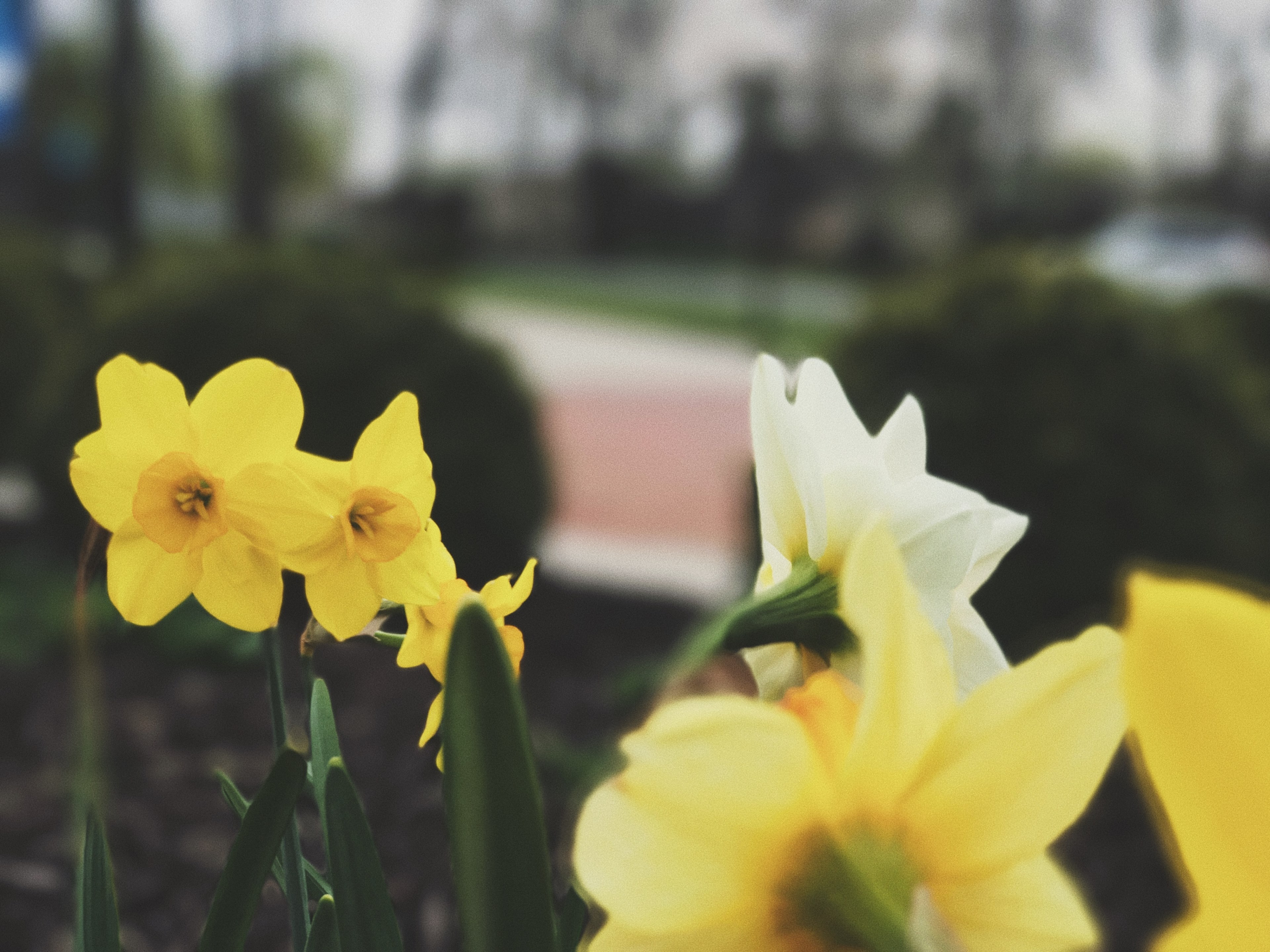 yellow daffodils in a peaceful garden in a city park, yellow flowers 4k, HD Wallpaper