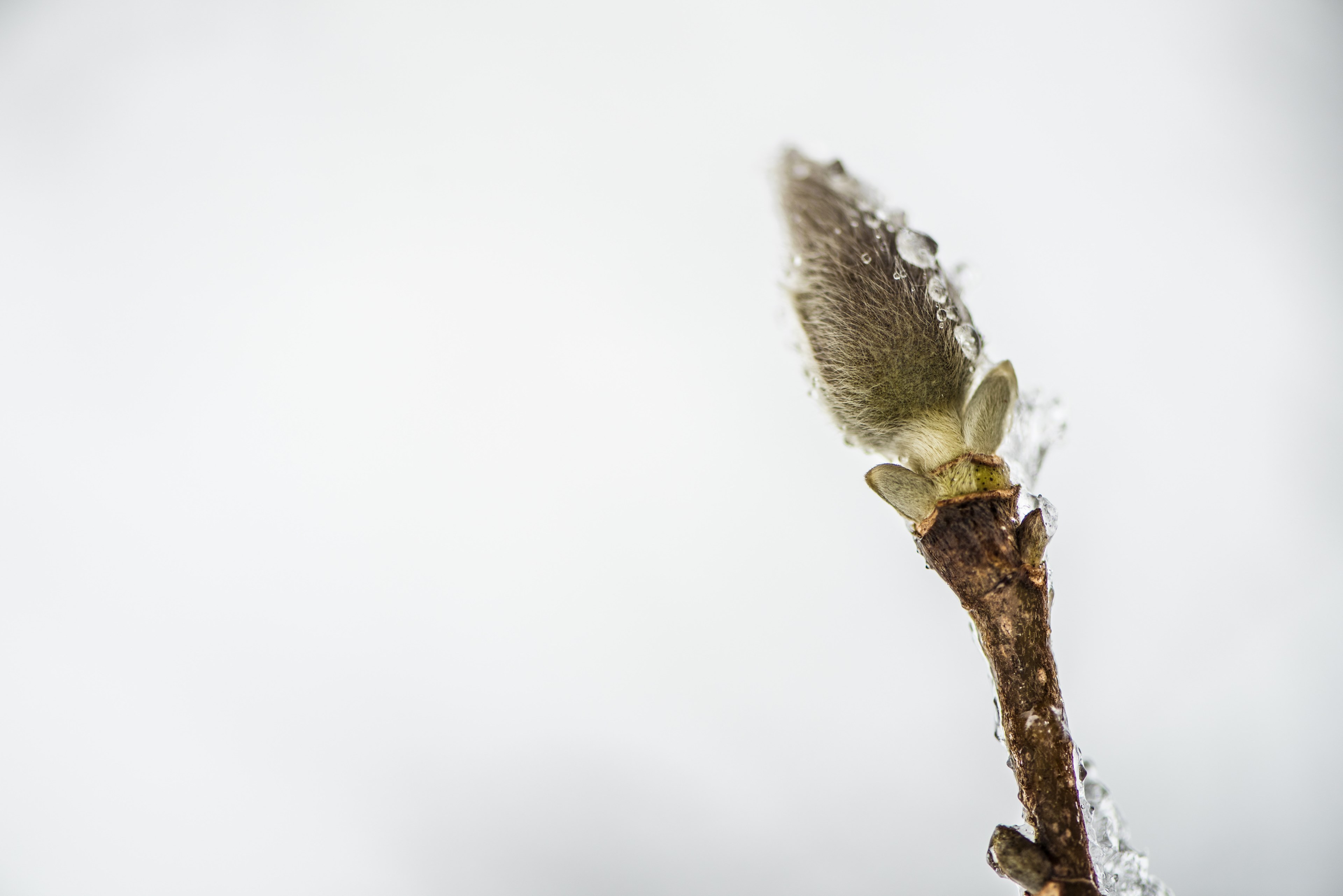 a close up of a pussy willow catkin covered in ice crystals against a white background, frozen catkin on white 4k, HD Wallpaper