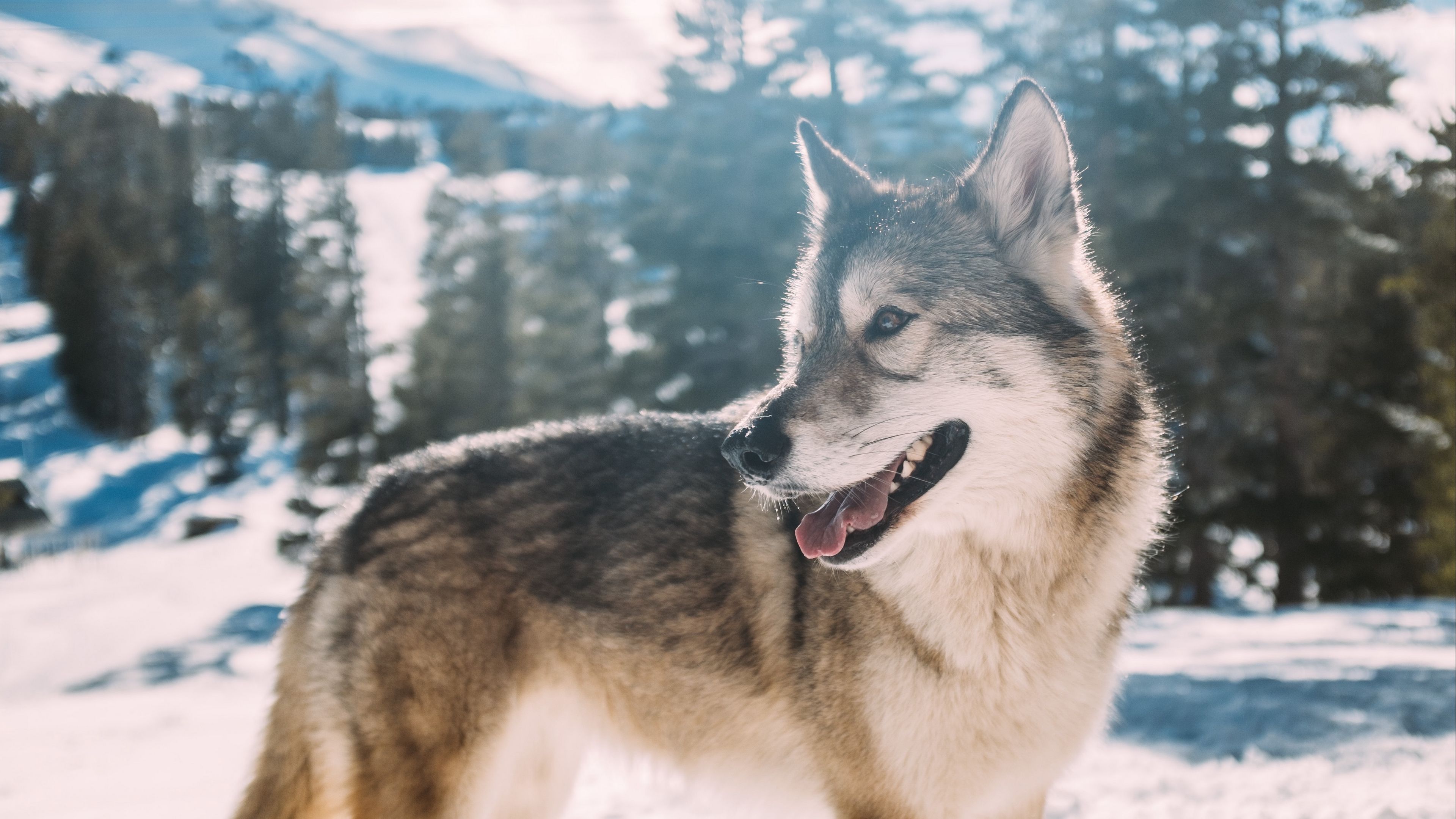 wolf, predator, winter, 4k, HD Wallpaper