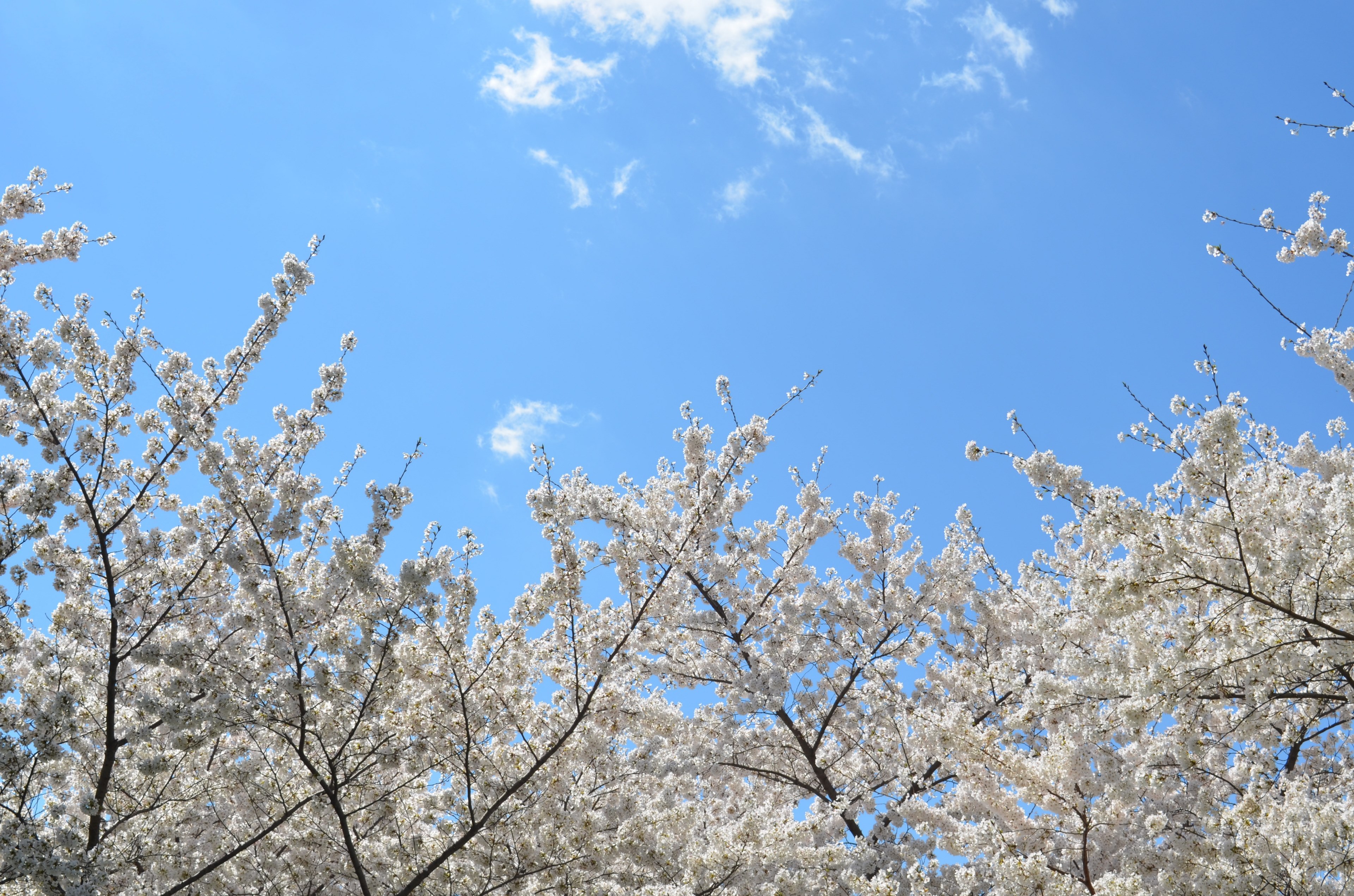 trees with blossom in full bloom against clear blue sky, white blossom on cherry trees 4k, HD Wallpaper