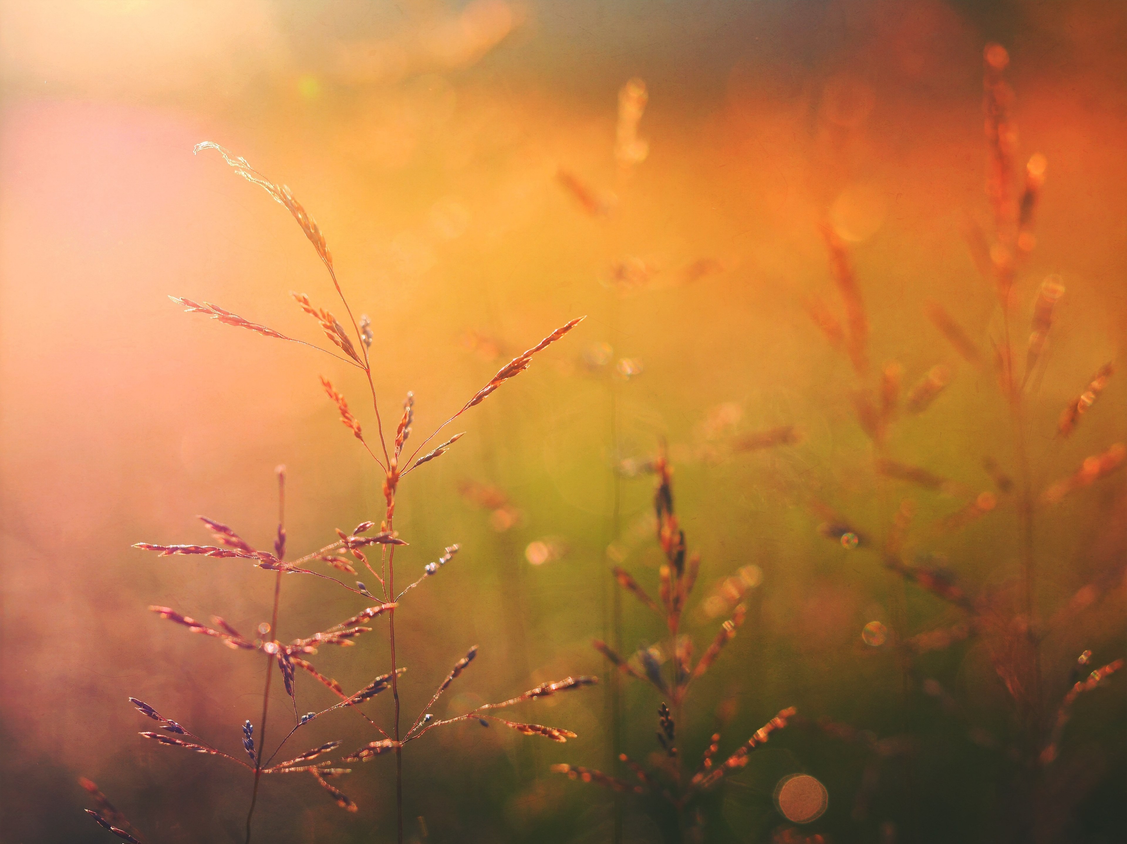 plant golden hour stalk and nature 4k, HD Wallpaper