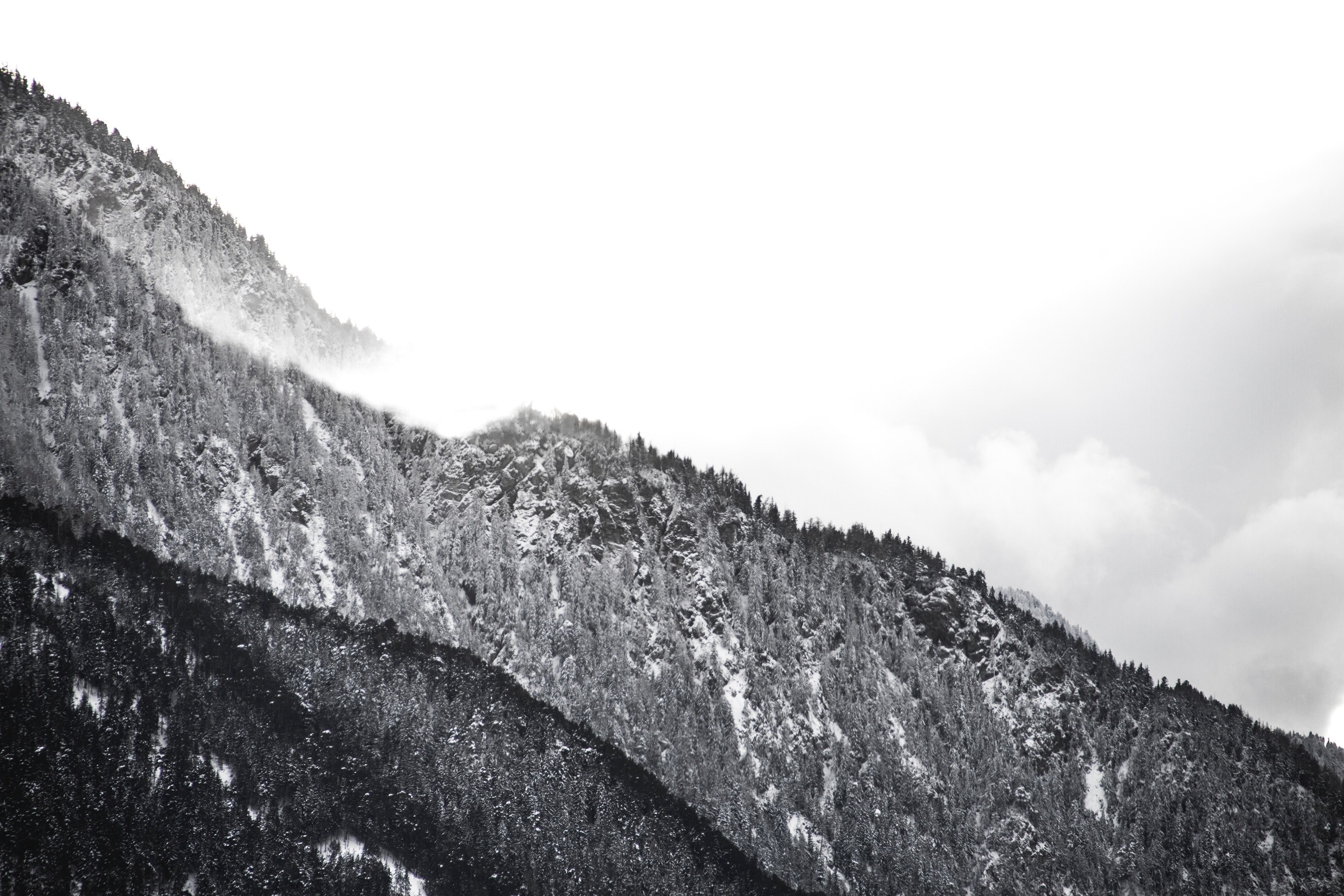 a black and white shot of wooded mountain slopes in ried brig, tree lined mountain side in black and white 4k, HD Wallpaper