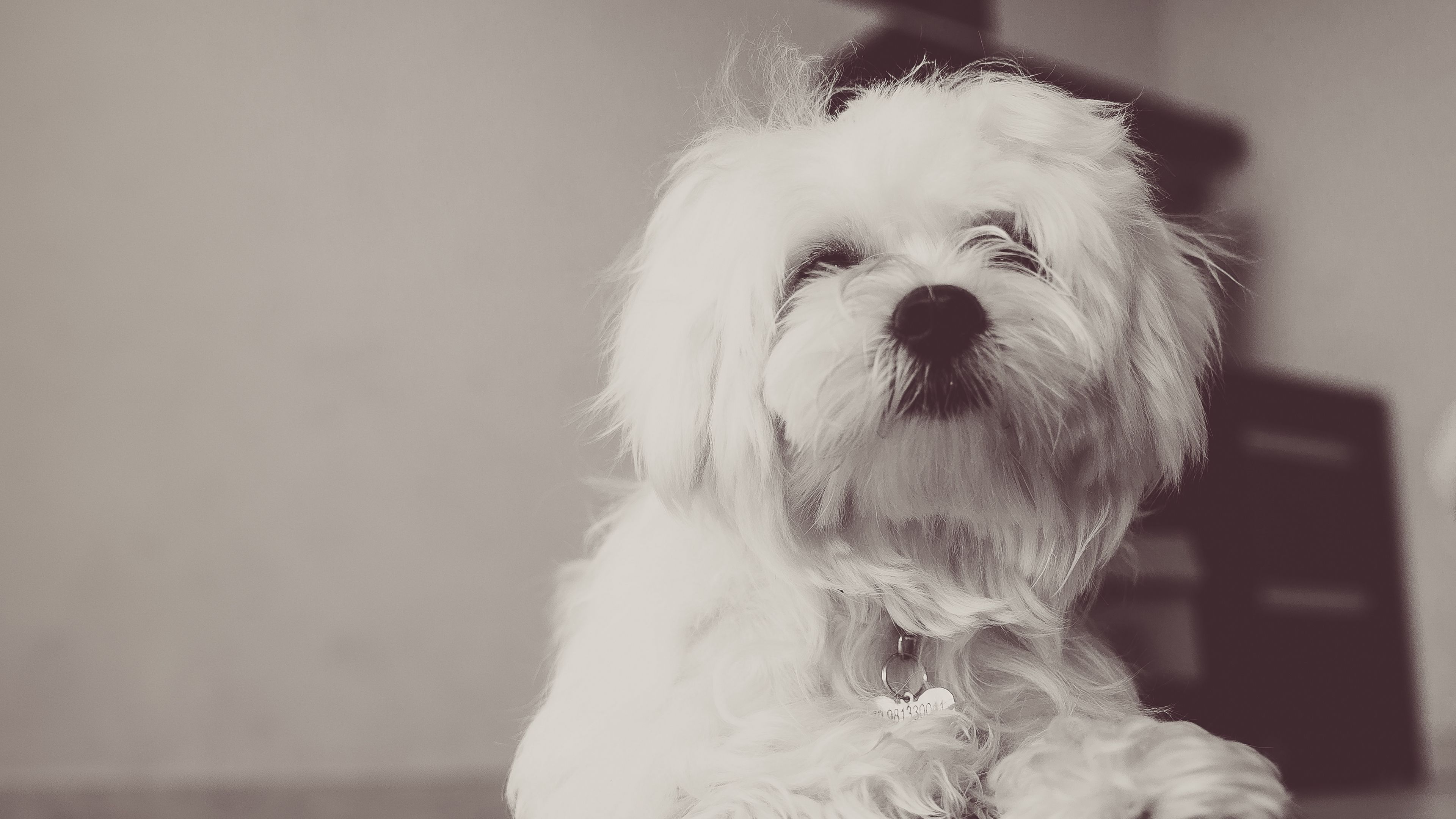 dog, terrier, white, fluffy, 4k, HD Wallpaper