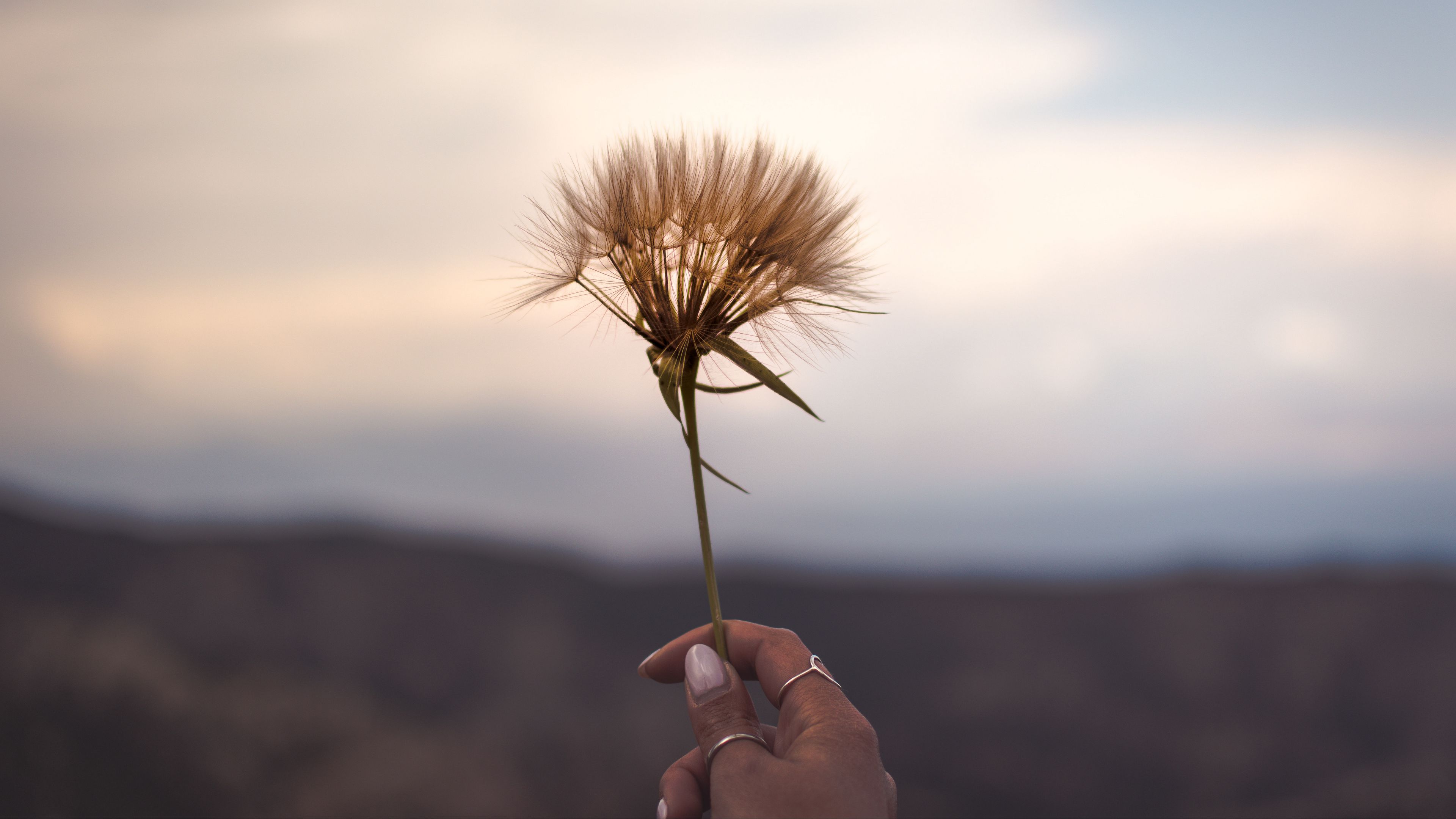 flower, plant, hand, ornaments, 4k, HD Wallpaper