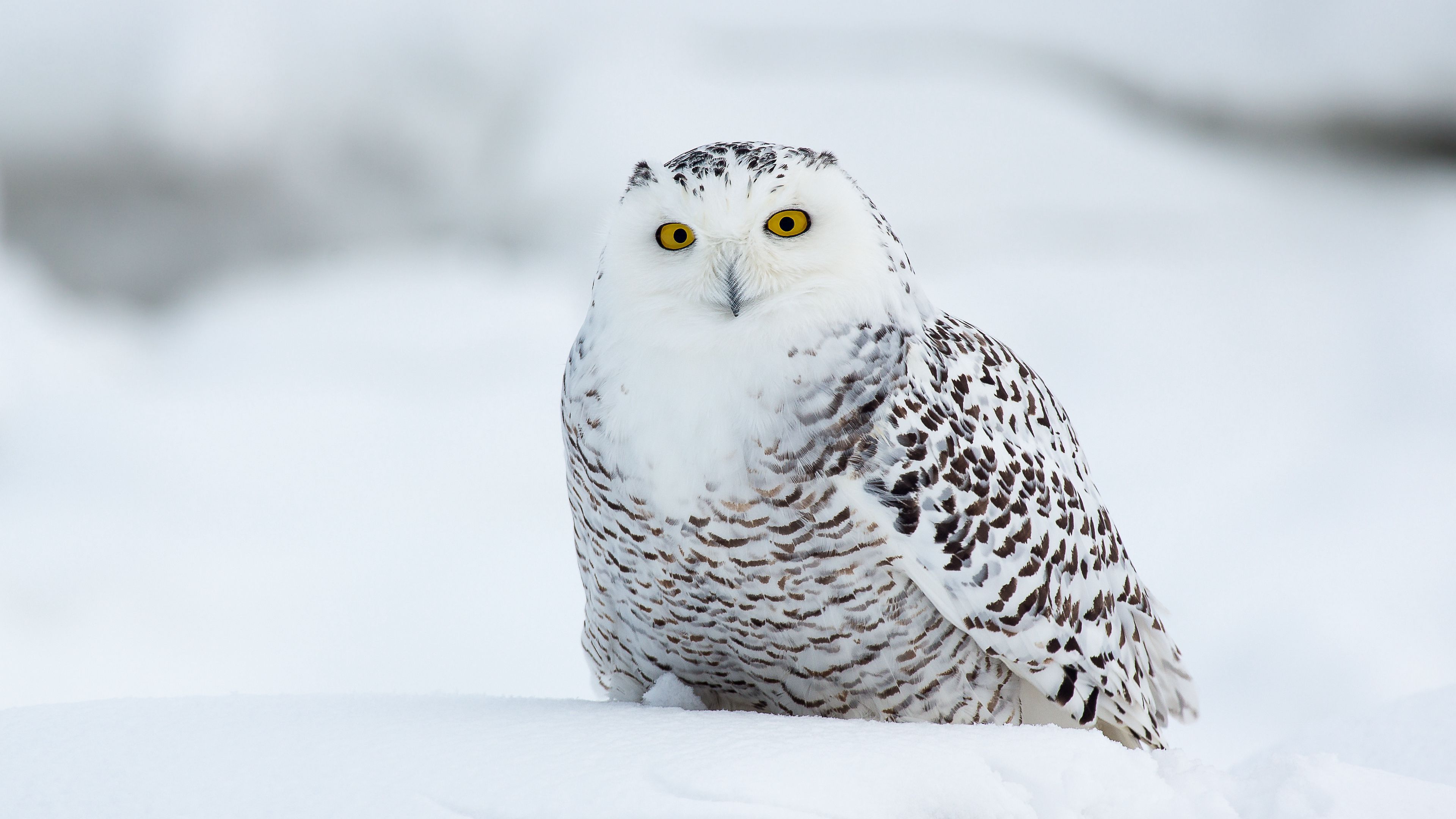 eagle owl, bird, funny, white, 4k, HD Wallpaper