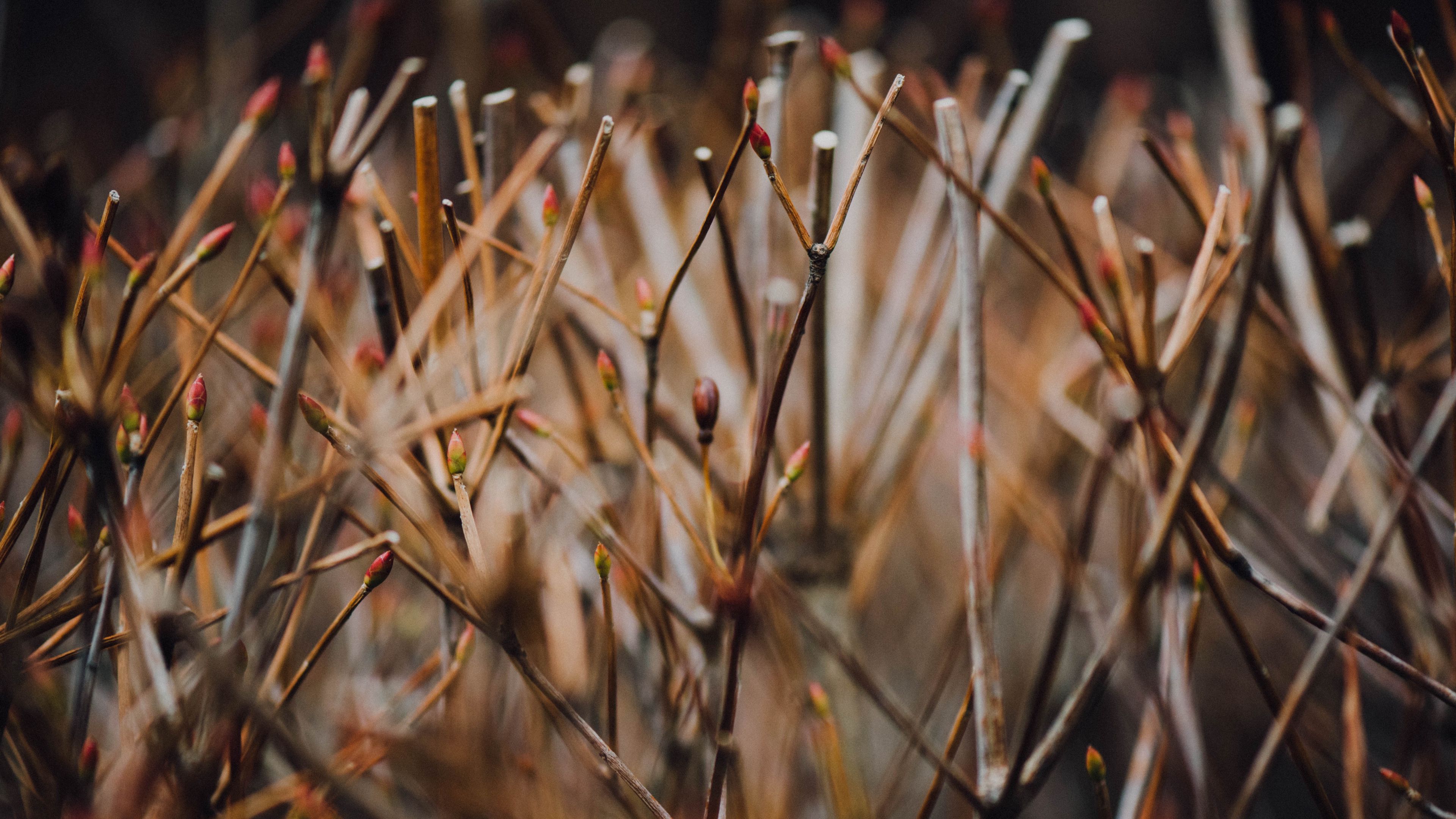 branches, grass, blur, 4k, HD Wallpaper