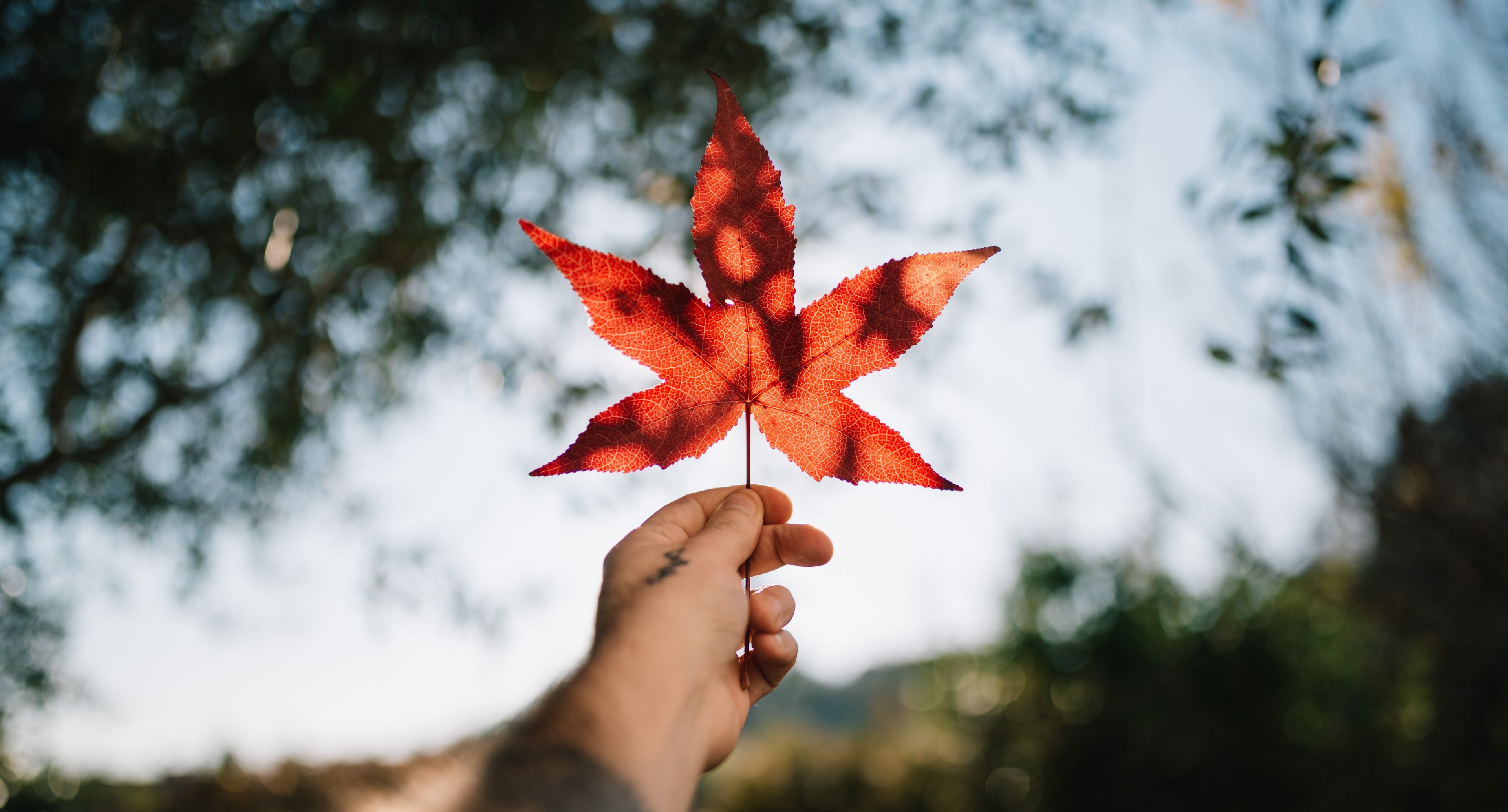 hand holding hold and leaf 4k, HD Wallpaper