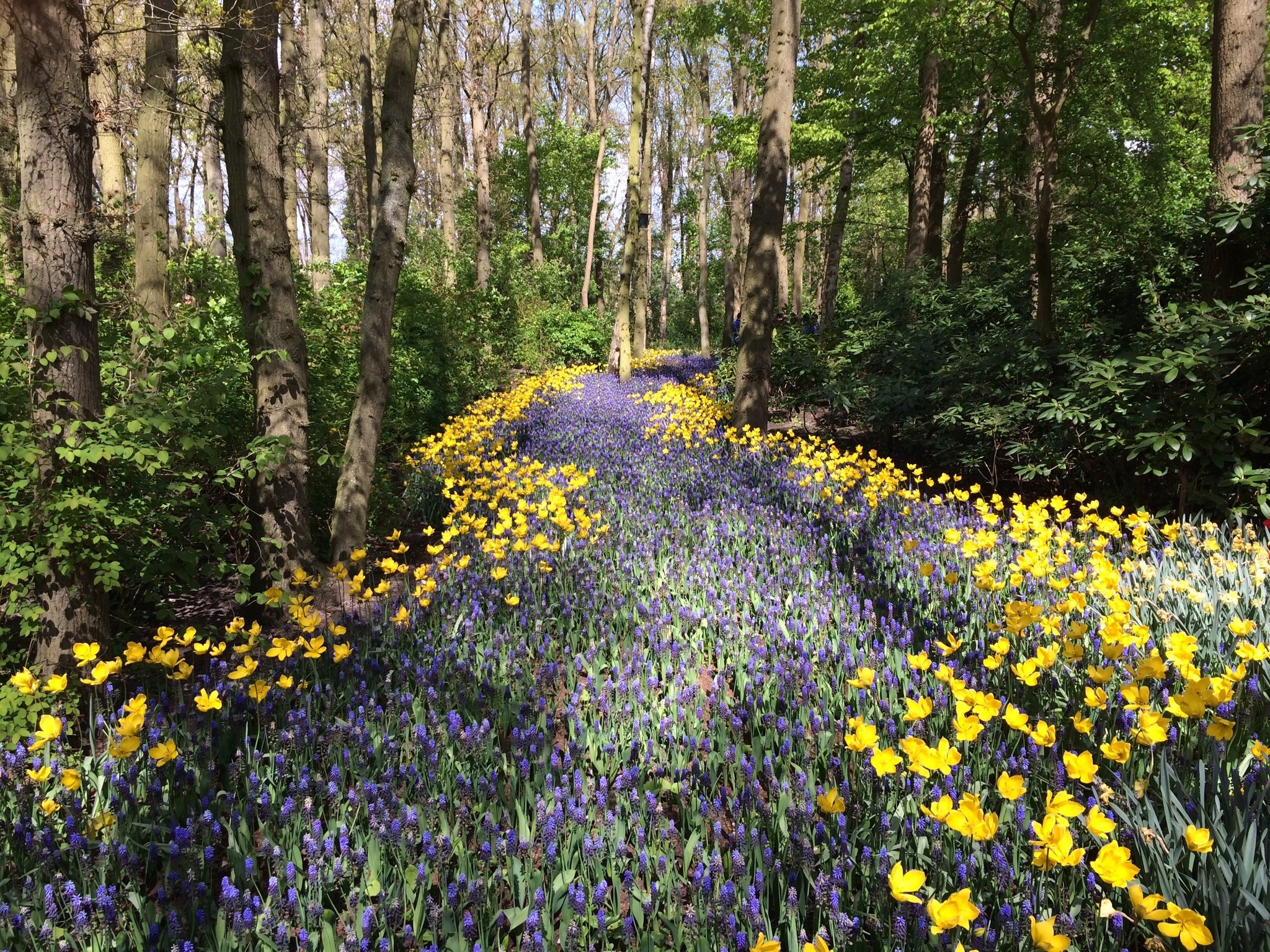 violet and yellow flowers covering a trail through a forest, flower trail 4k, HD Wallpaper
