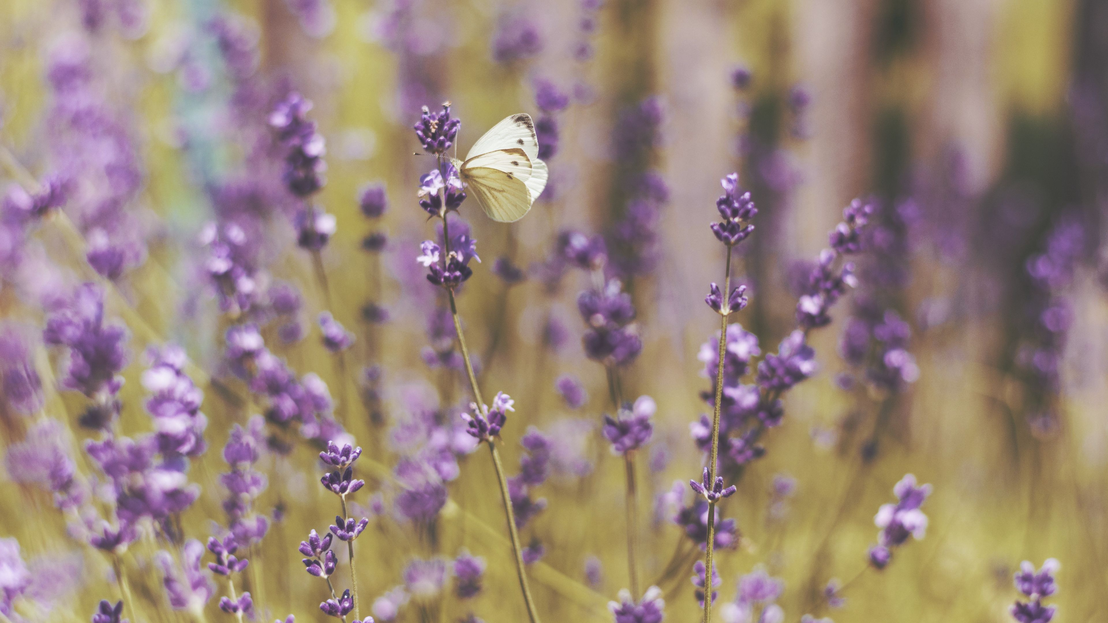 butterfly, flowers, field, 4k, HD Wallpaper