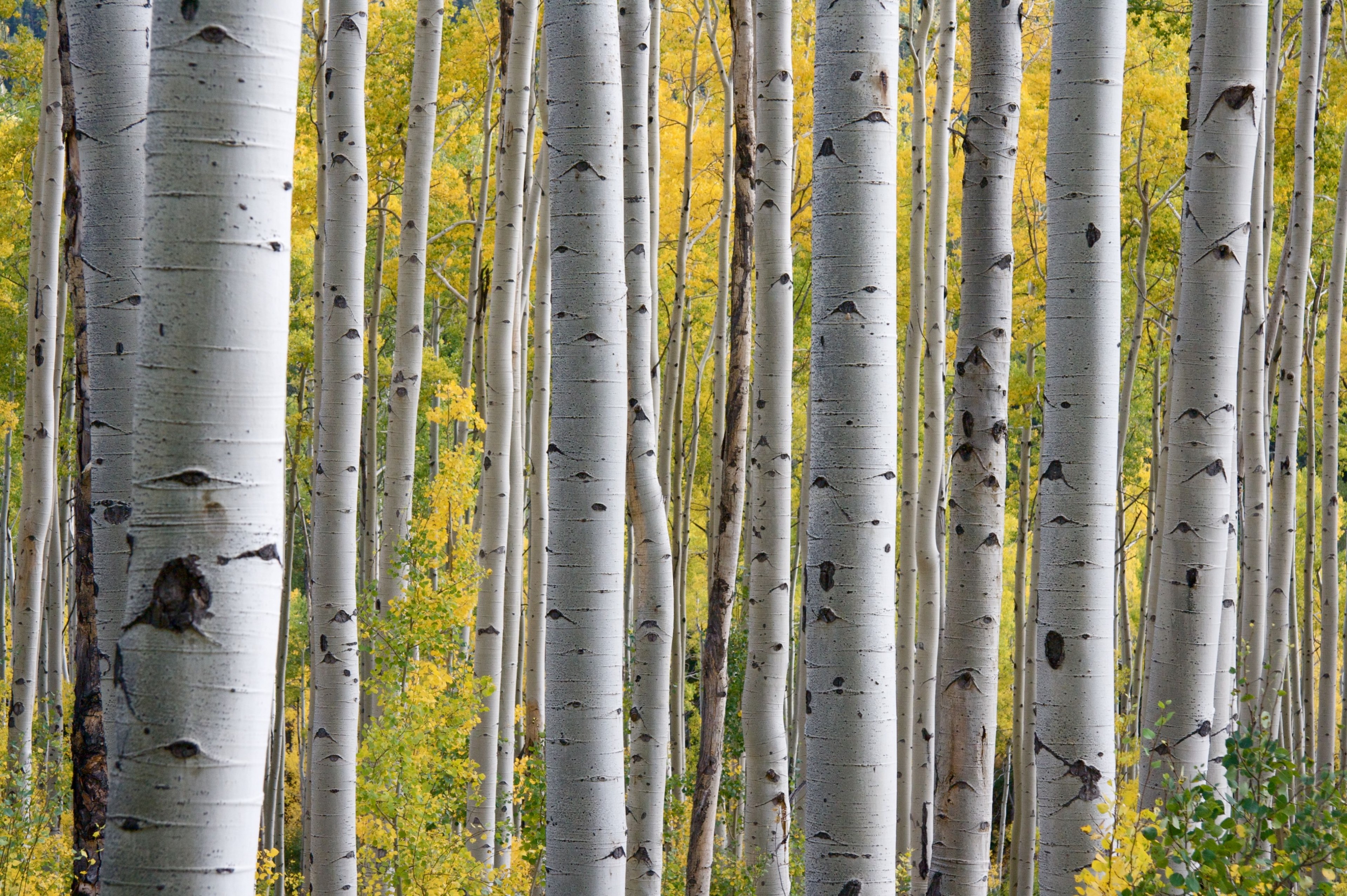 a grove with thick straight trunks of birch trees lining the frame, birch grove in the autumn 4k, HD Wallpaper