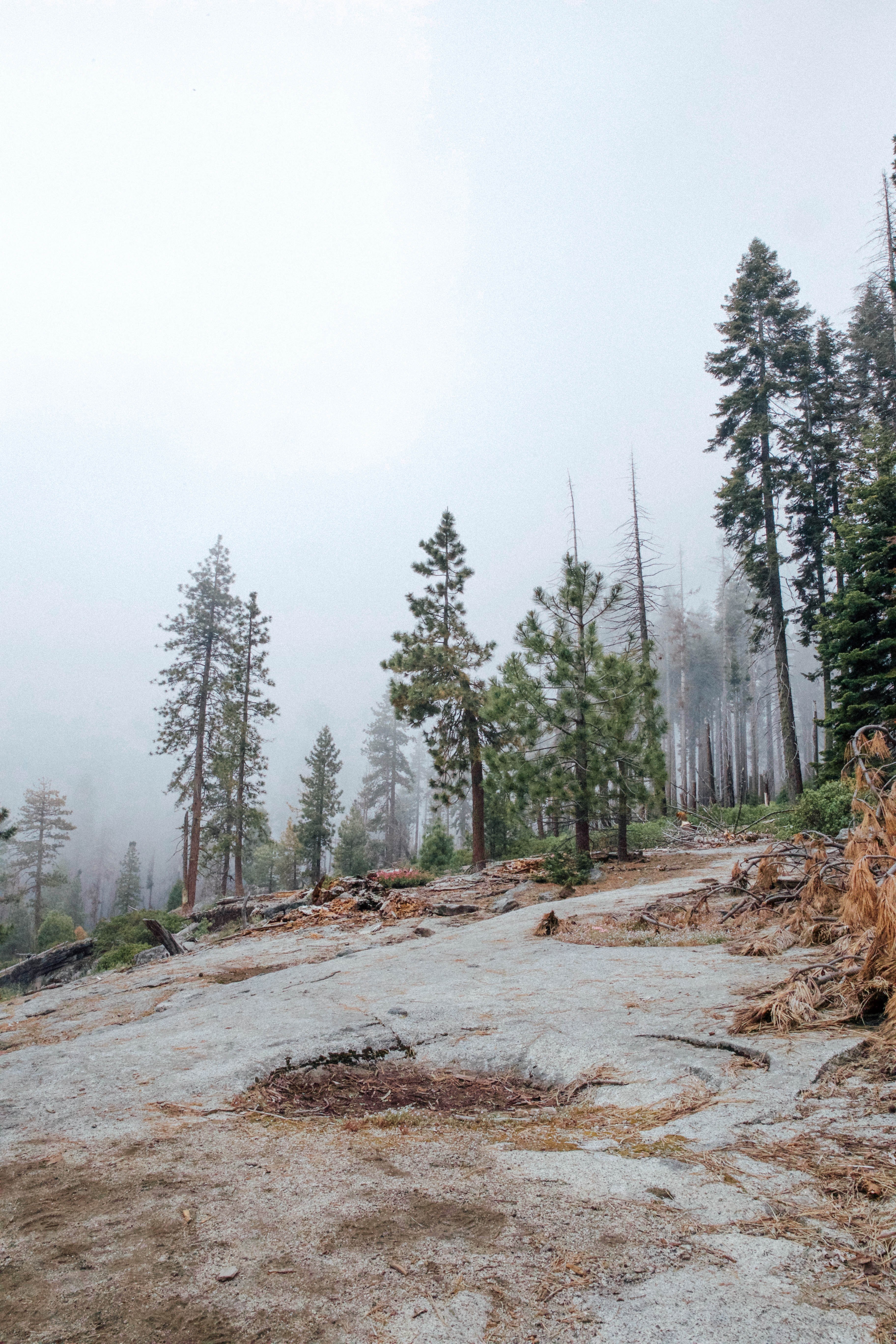 dirt ground near an evergreen forest on a cloudy day, fog love 4k, Phone HD Wallpaper