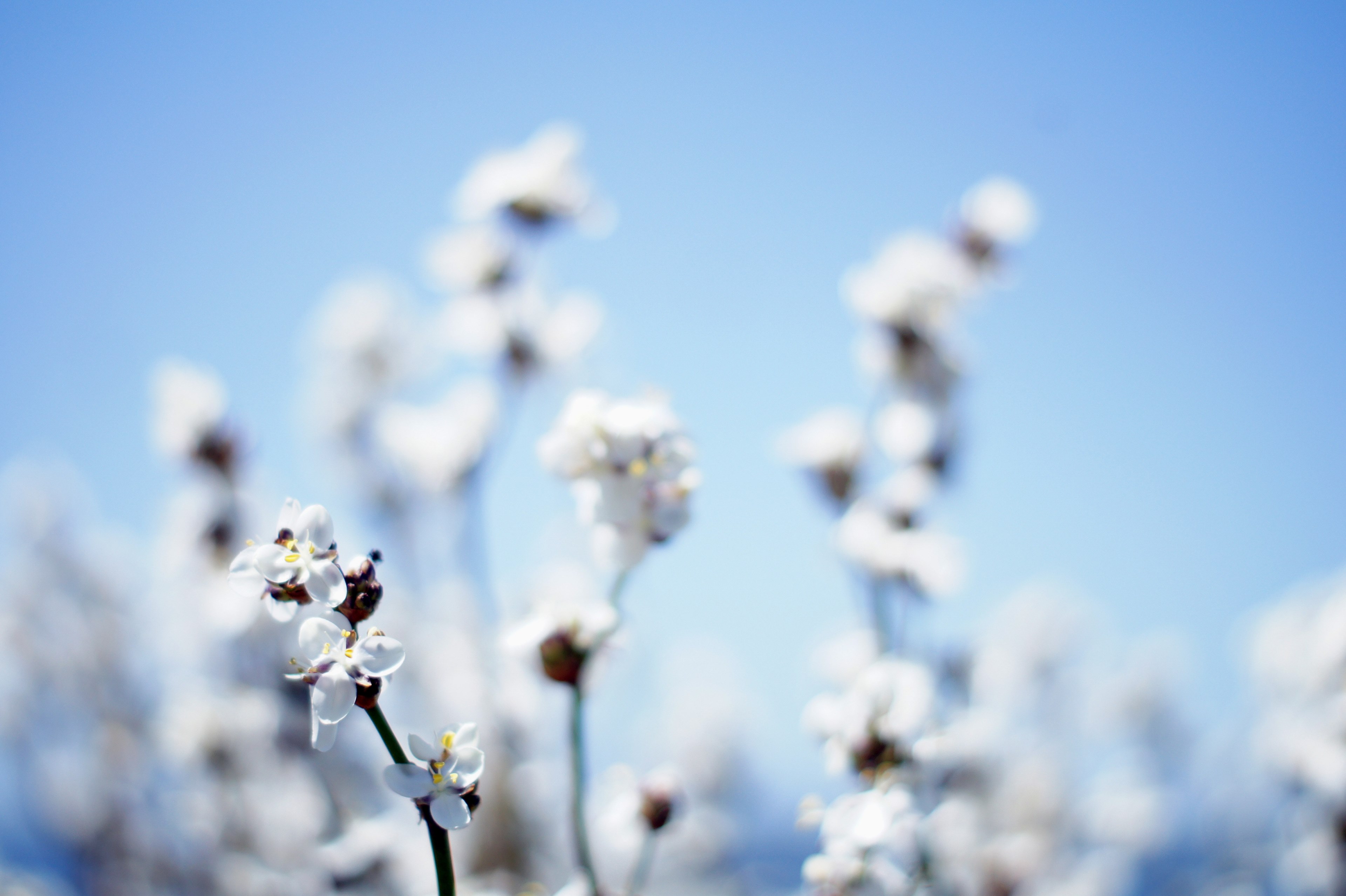 plant with white flower blooming in spring puerto varas, flowers on the lake 4k, HD Wallpaper