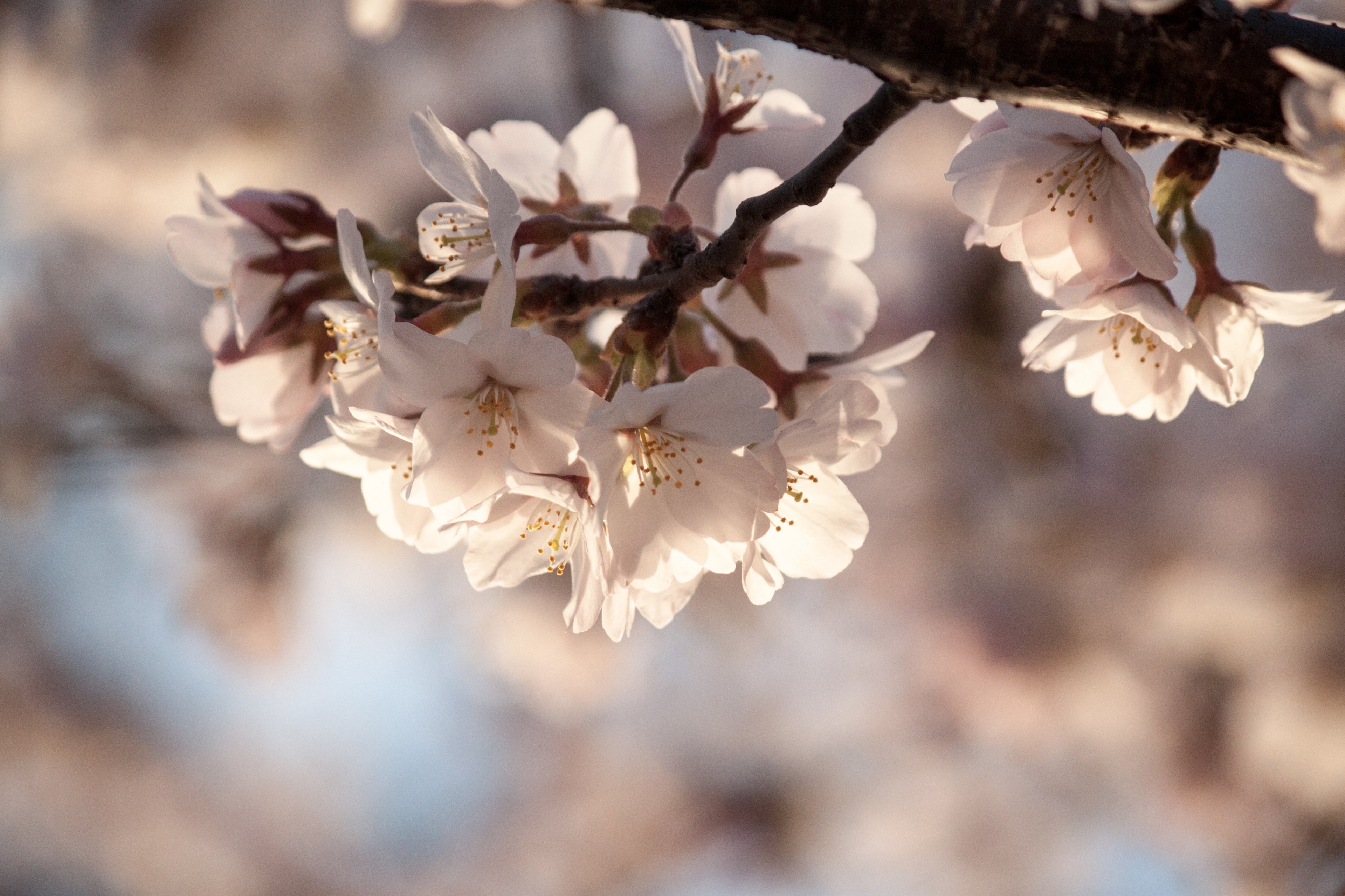 white blossom in clusters on a tree brunch, white blossom clusters 4k, HD Wallpaper