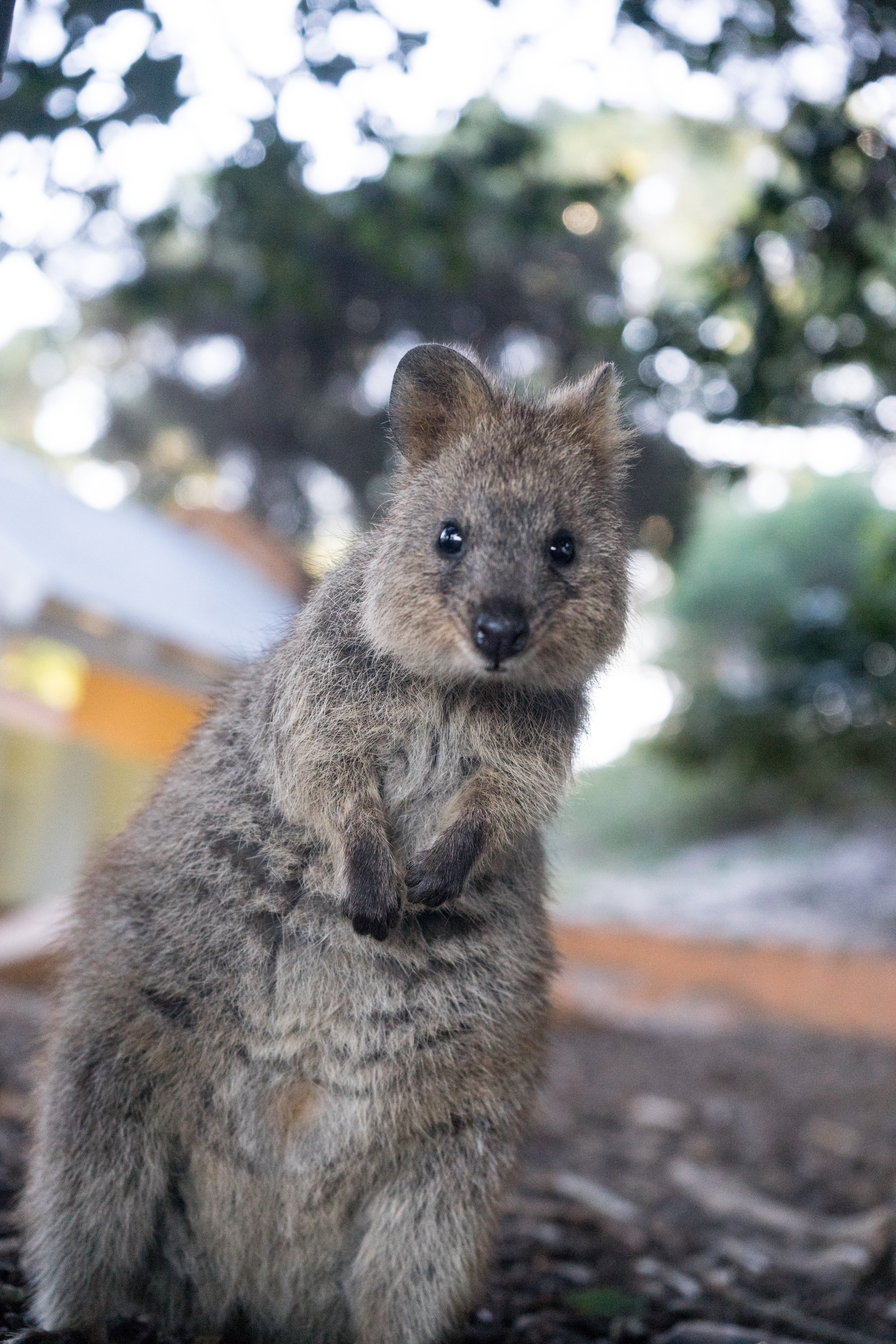 animal quokka wild and fur hd, 4k, Phone HD Wallpaper