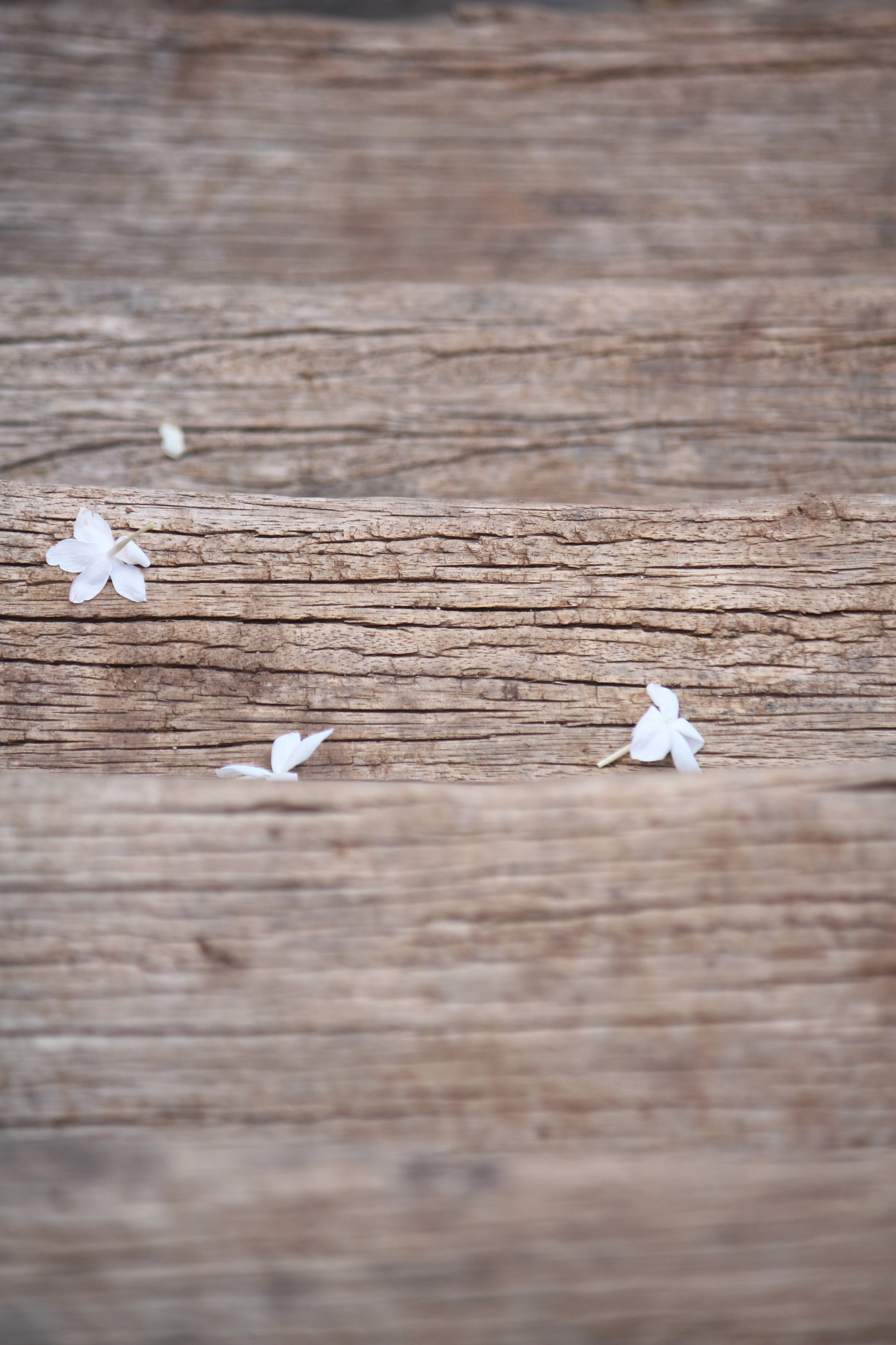 small fallen flowers on a wooden step in ,  flowers 4k, Phone HD Wallpaper
