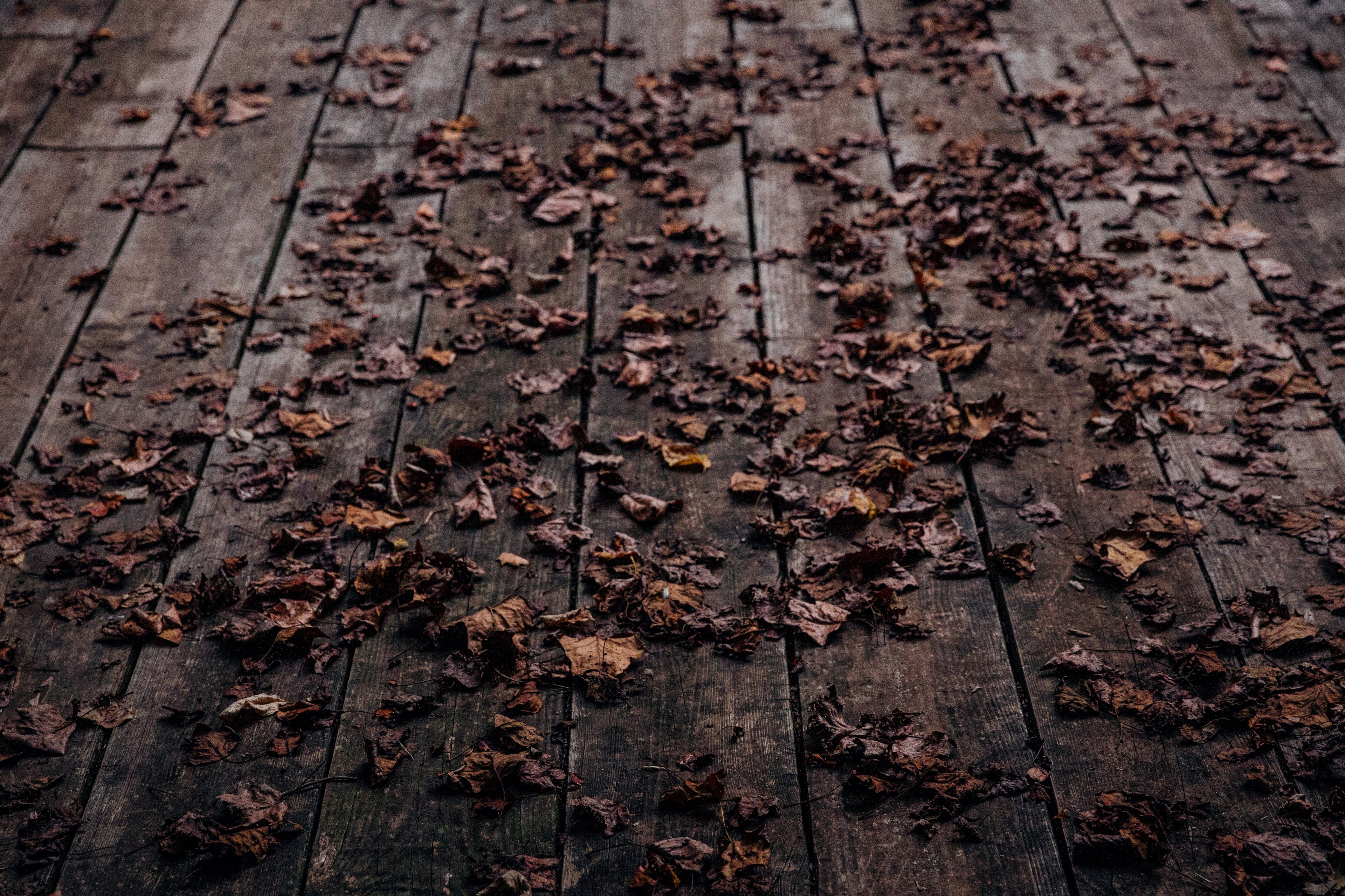 a wooden deck covered in curled up autumn leaves, rotting autumn leaves 4k, HD Wallpaper
