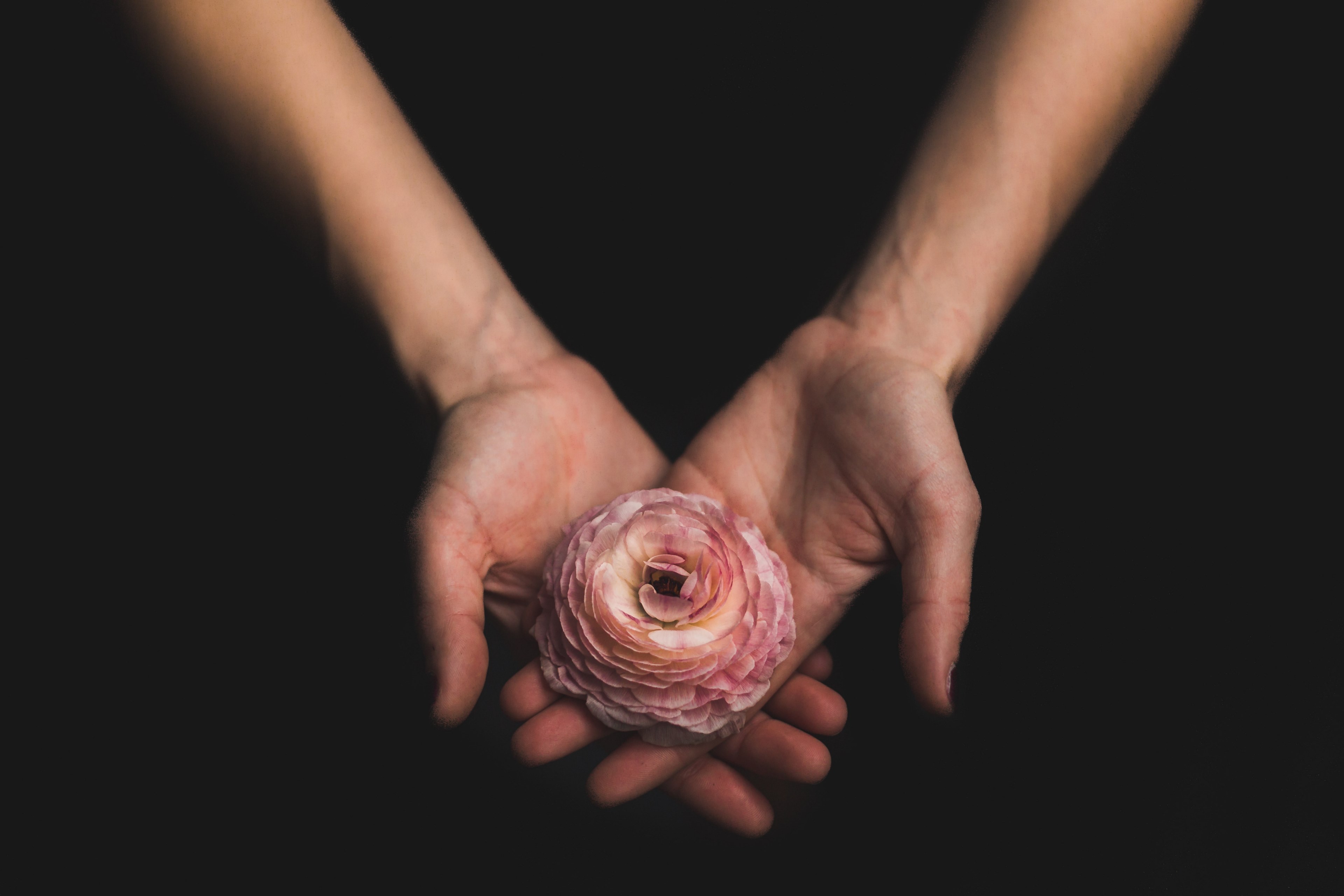 a persons crossed hands holding a pink peony flower, holding a pink peony 4k, HD Wallpaper