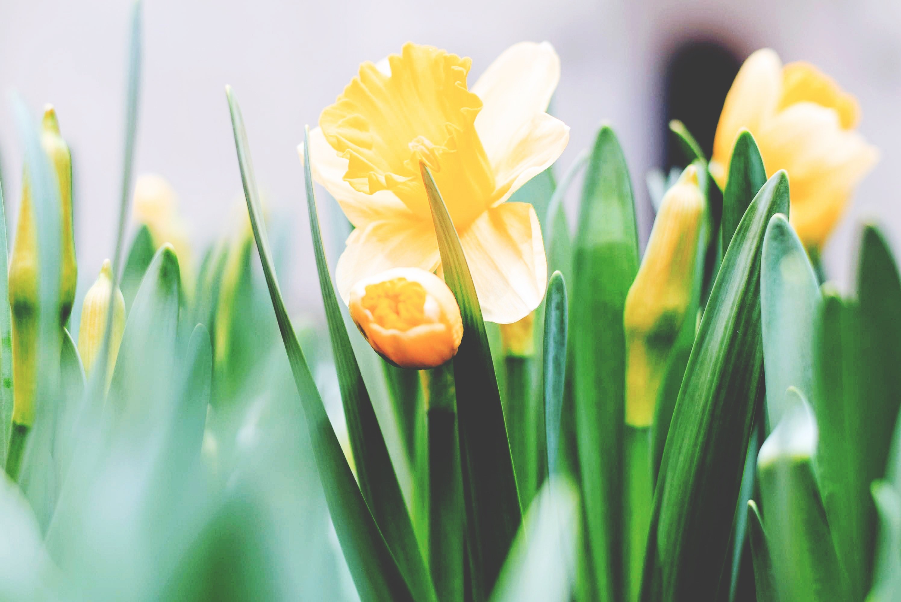close up of a bed of bright yellow daffodils, daffodils in bloom 4k, HD Wallpaper