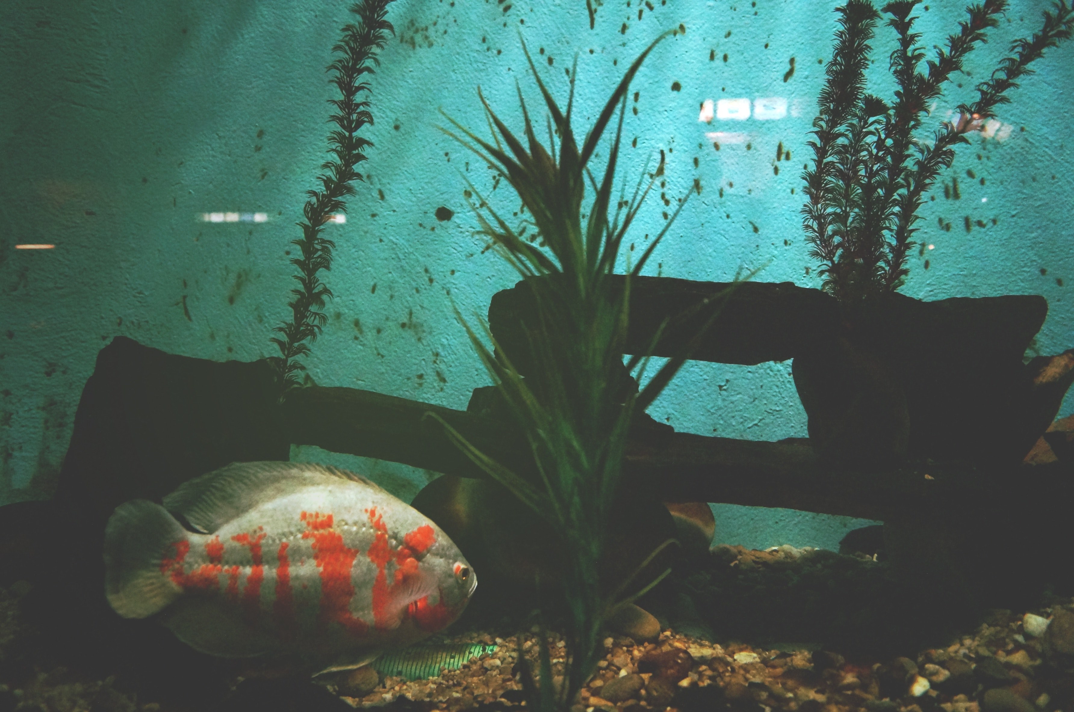 fish aquarium sealife and aqua 4k, HD Wallpaper