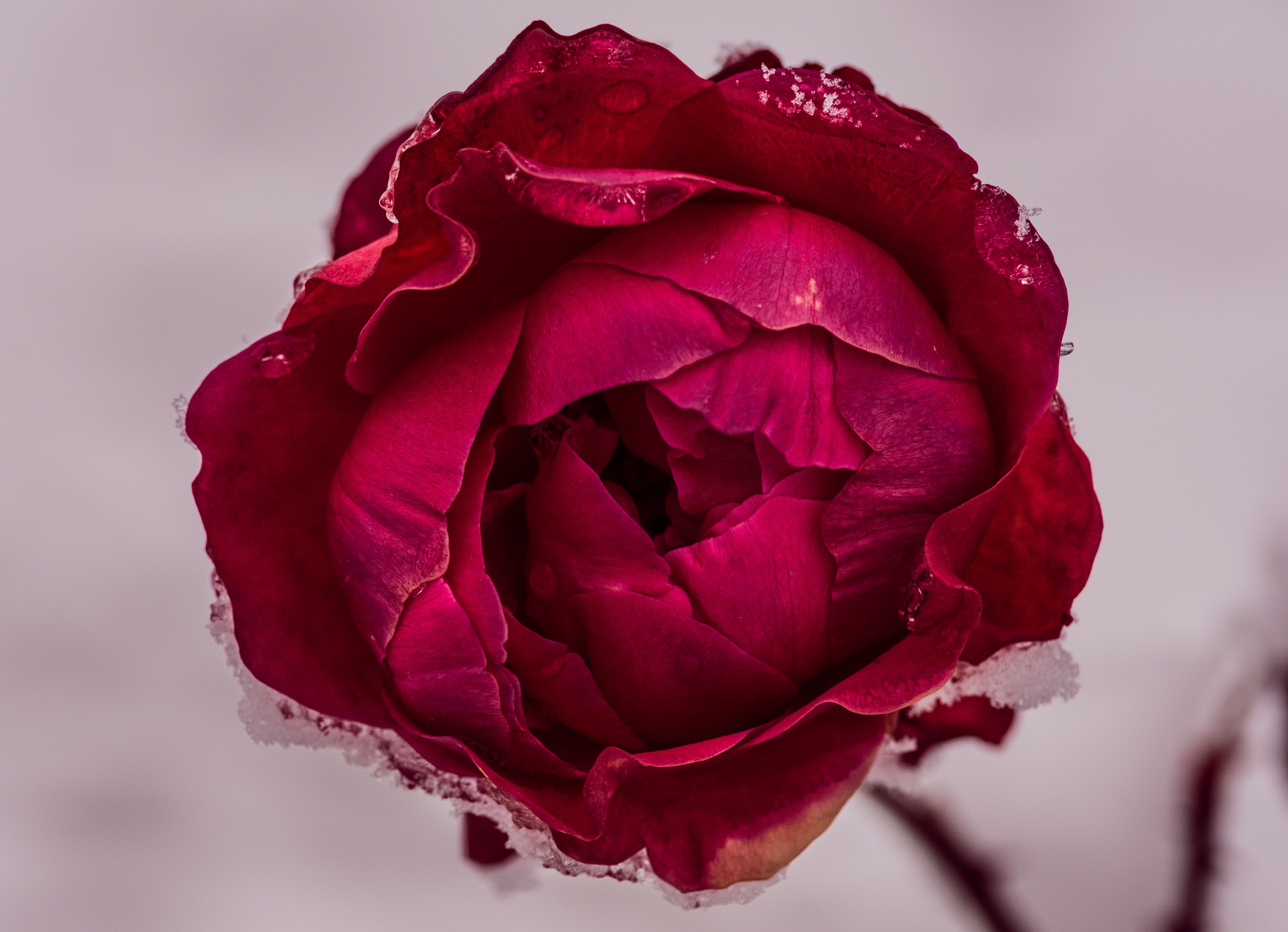 top view of a rose with its petals covered in ice crystals, white blanket 4k, HD Wallpaper