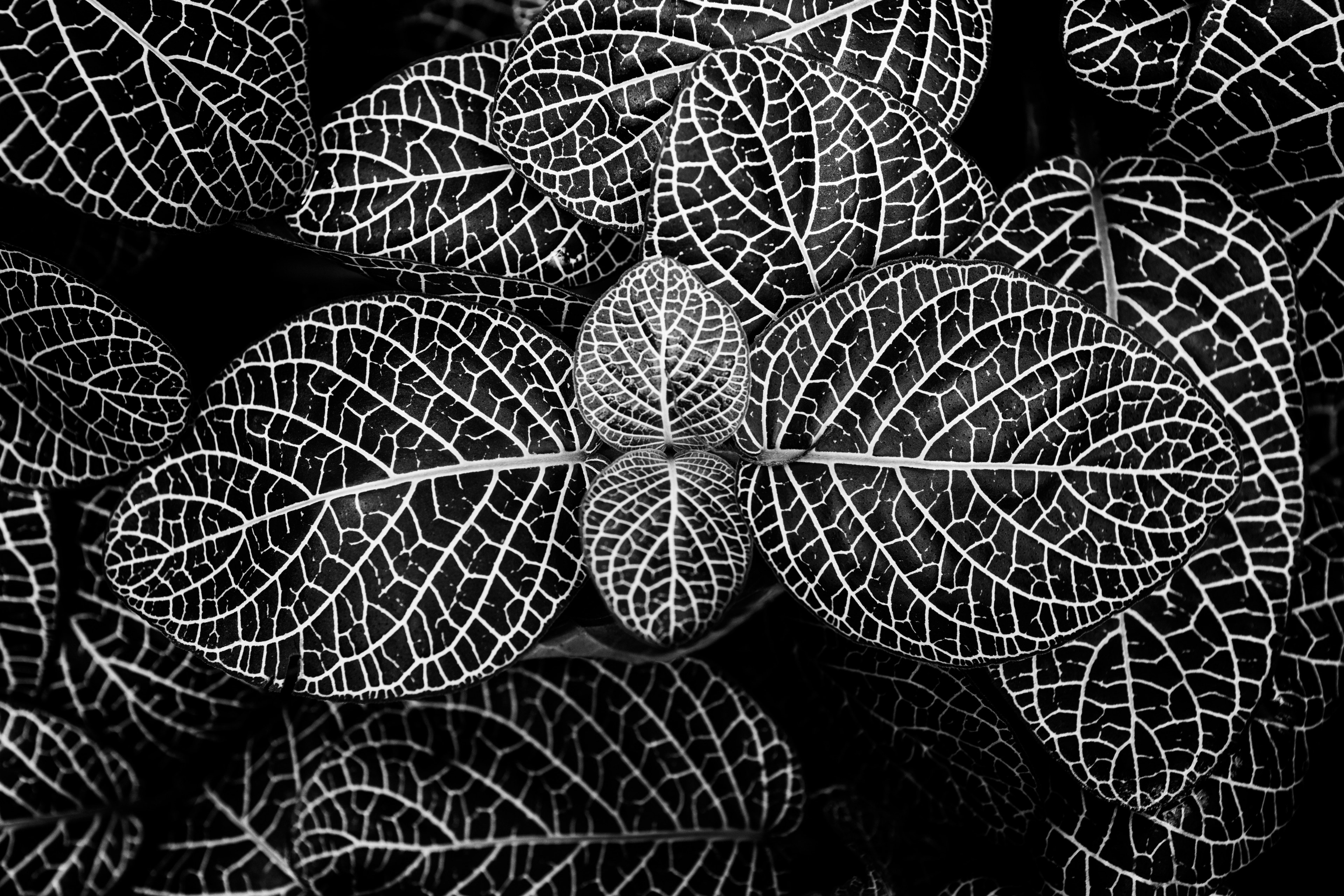 palm plant leafe and nature 4k, HD Wallpaper