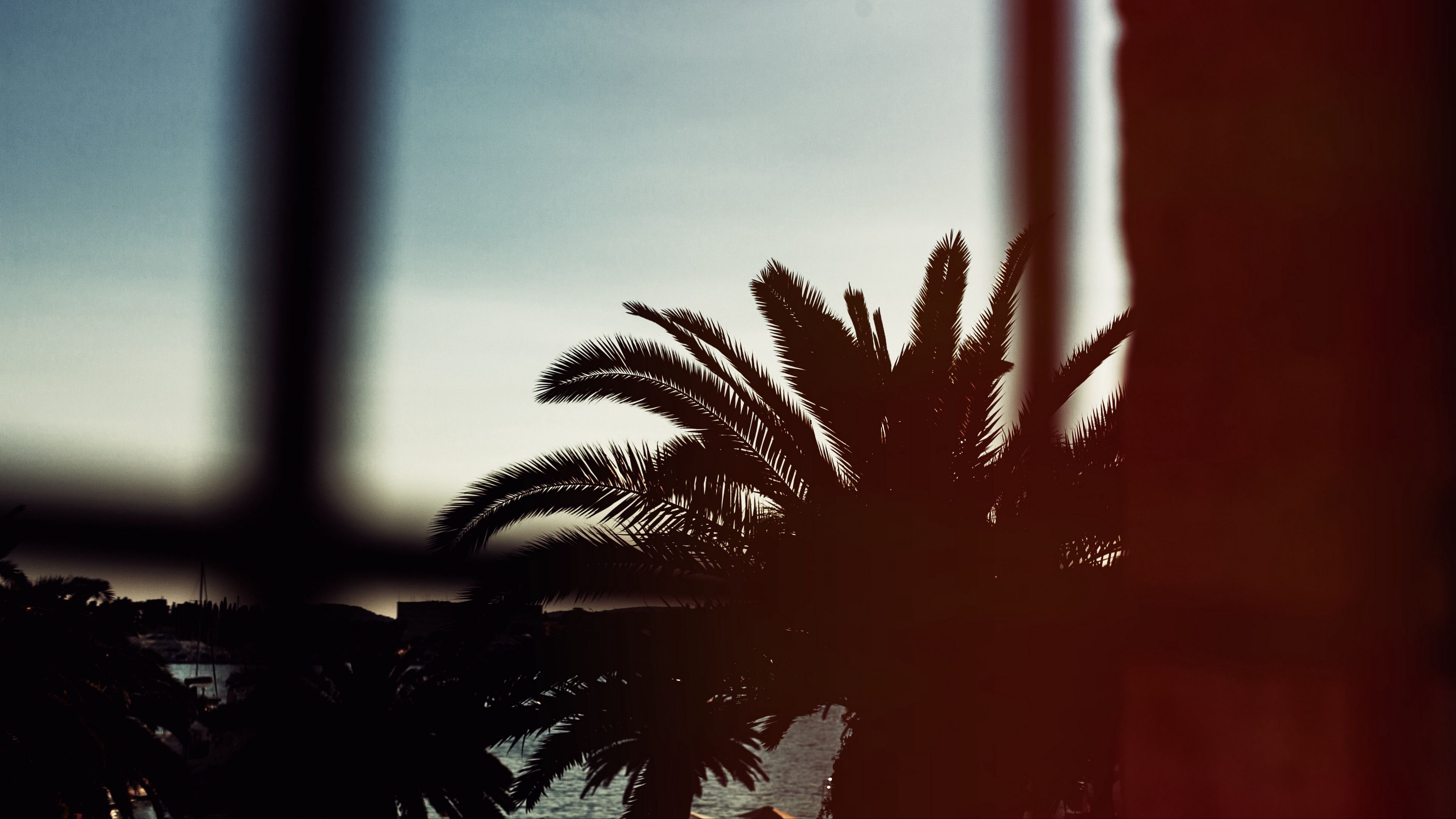 palm tree, branches, night, 4k, HD Wallpaper