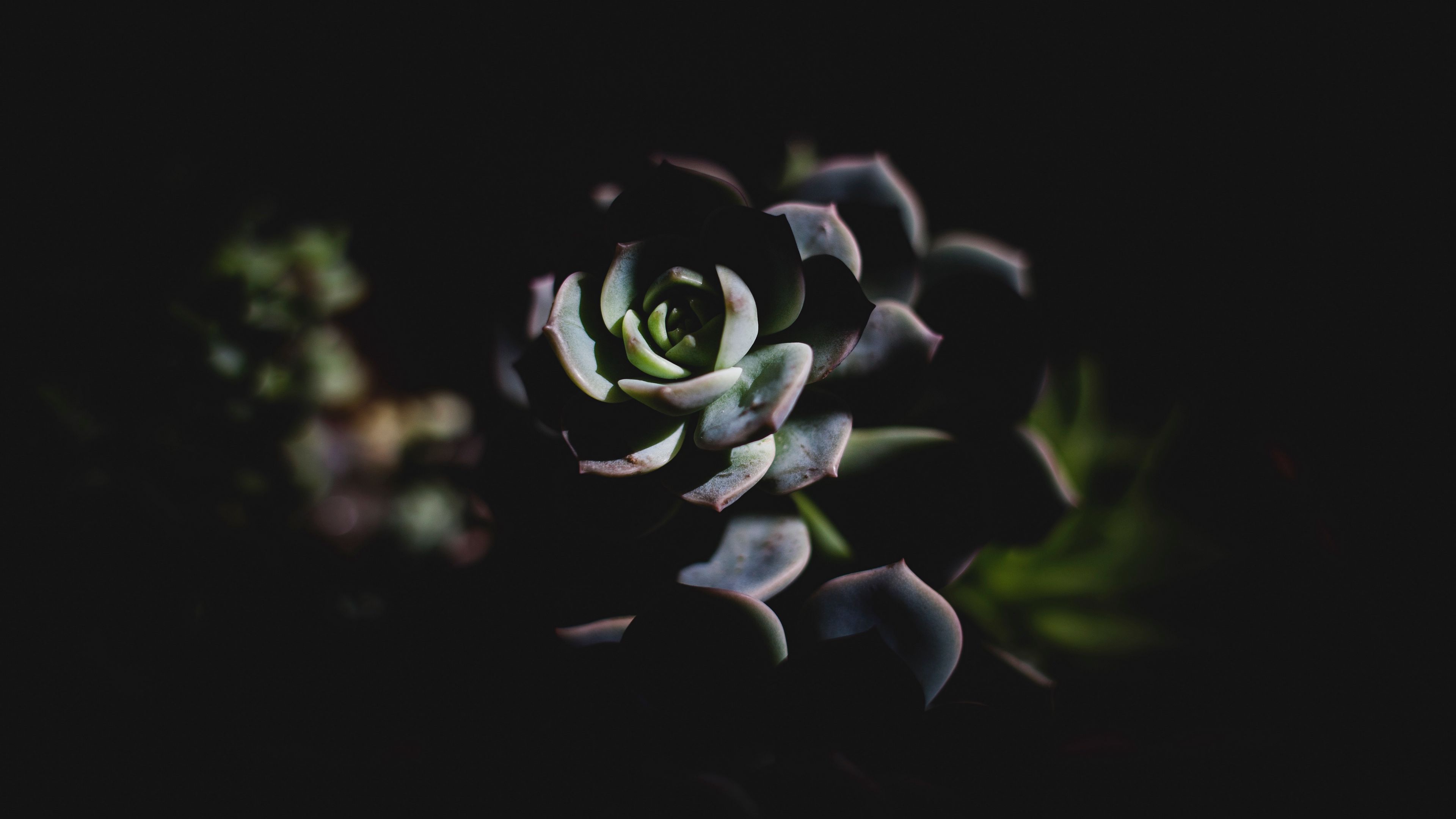 echeveria, succulent, shadow, 4k, HD Wallpaper