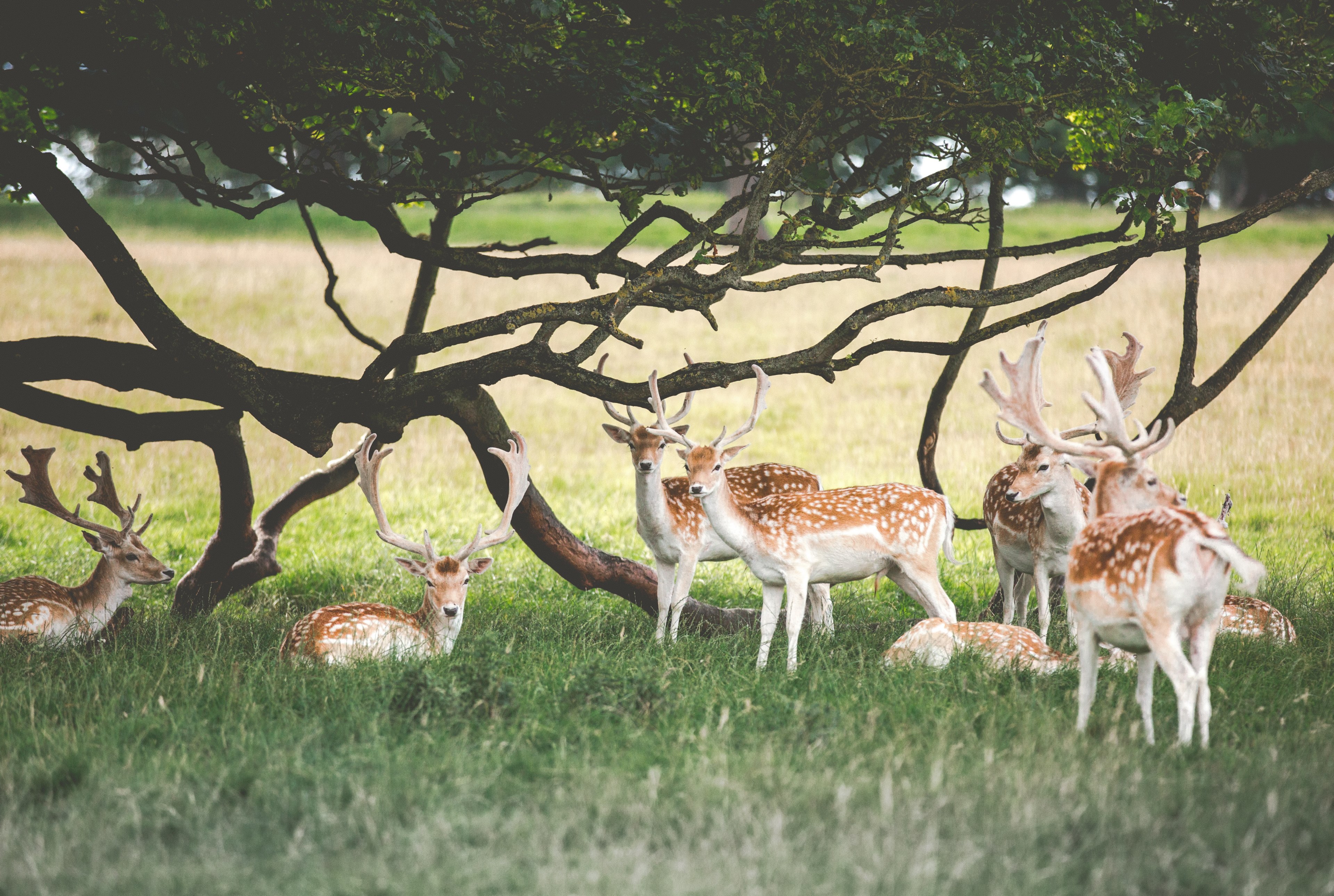 family of deer repose under a tree whose branches look like antlers too, their antlers are branches 4k, HD Wallpaper