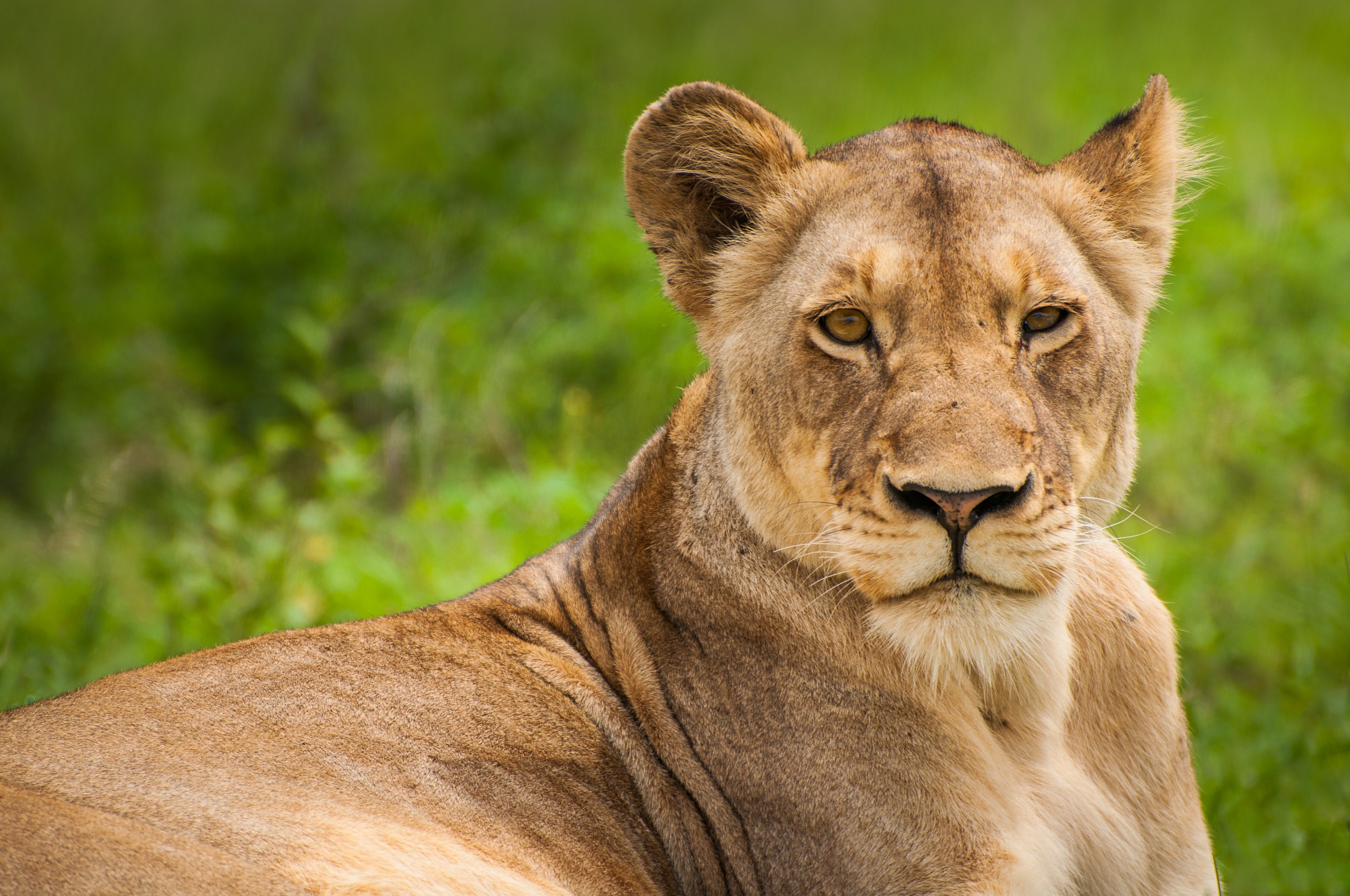 relaxed sitting lioness staring at camera with green grass in background kruger national park, stern lioness 4k, HD Wallpaper