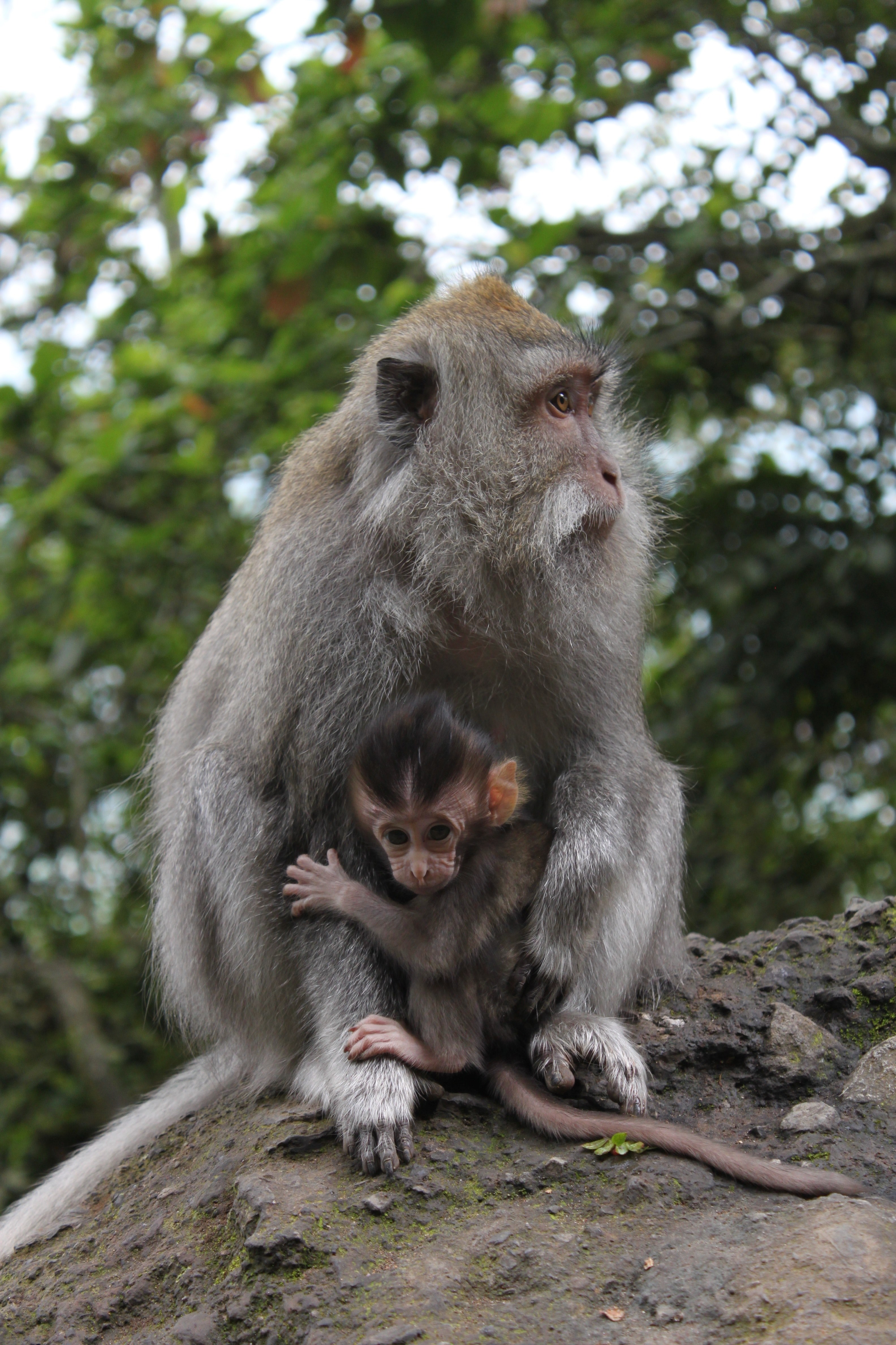 monkey forest animal family and jungle hd, 4k, Phone HD Wallpaper