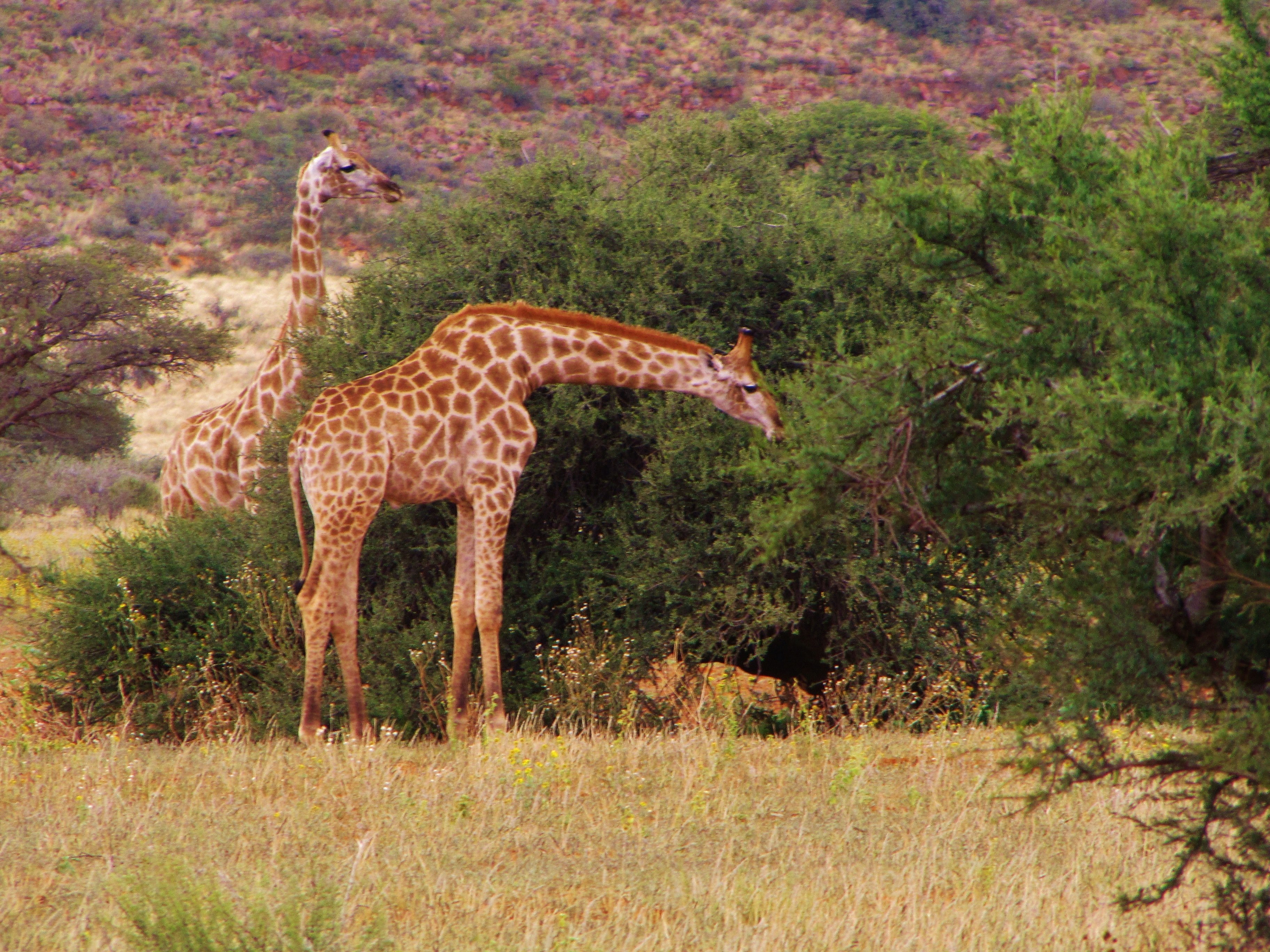 park grass africa and safari 4k, HD Wallpaper
