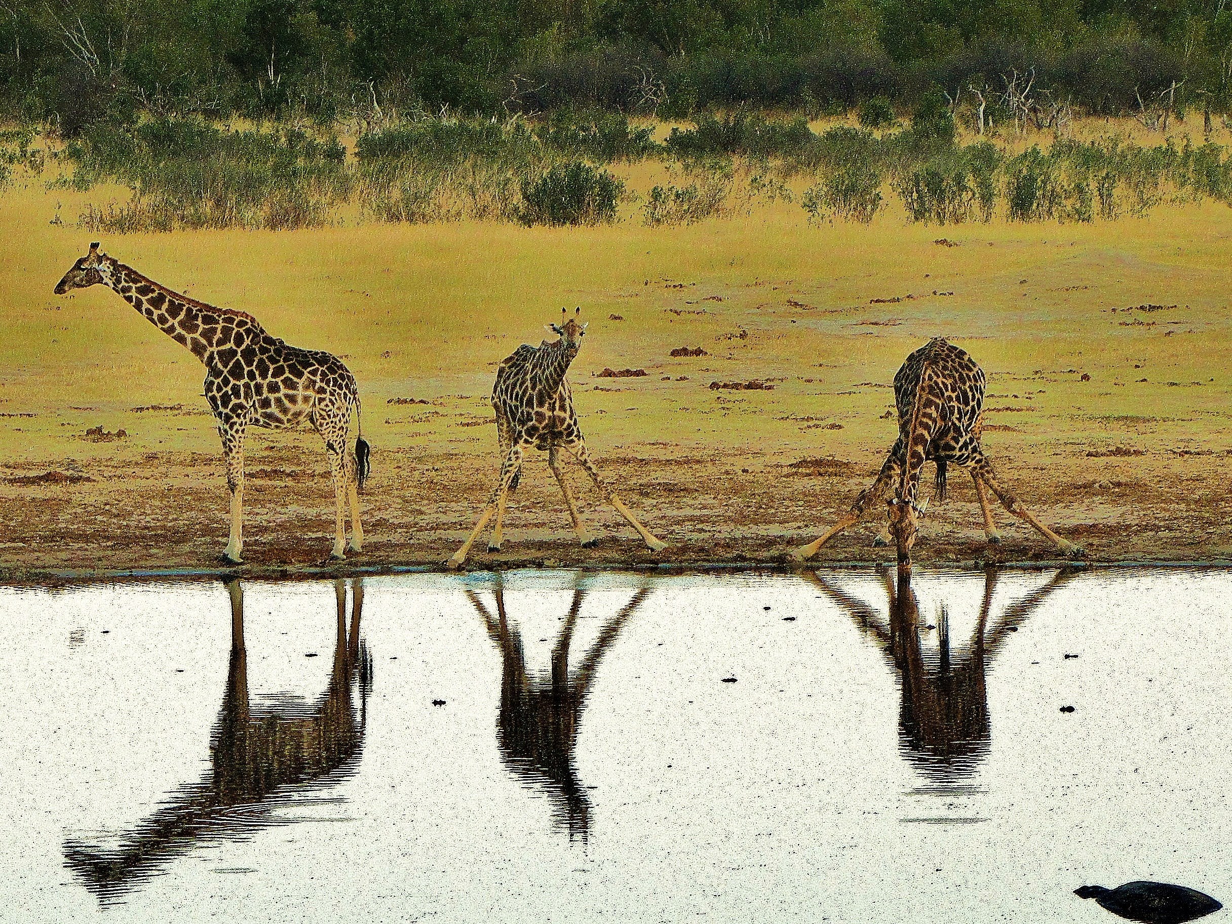 outdoor tree wildlife and summer 4k, HD Wallpaper