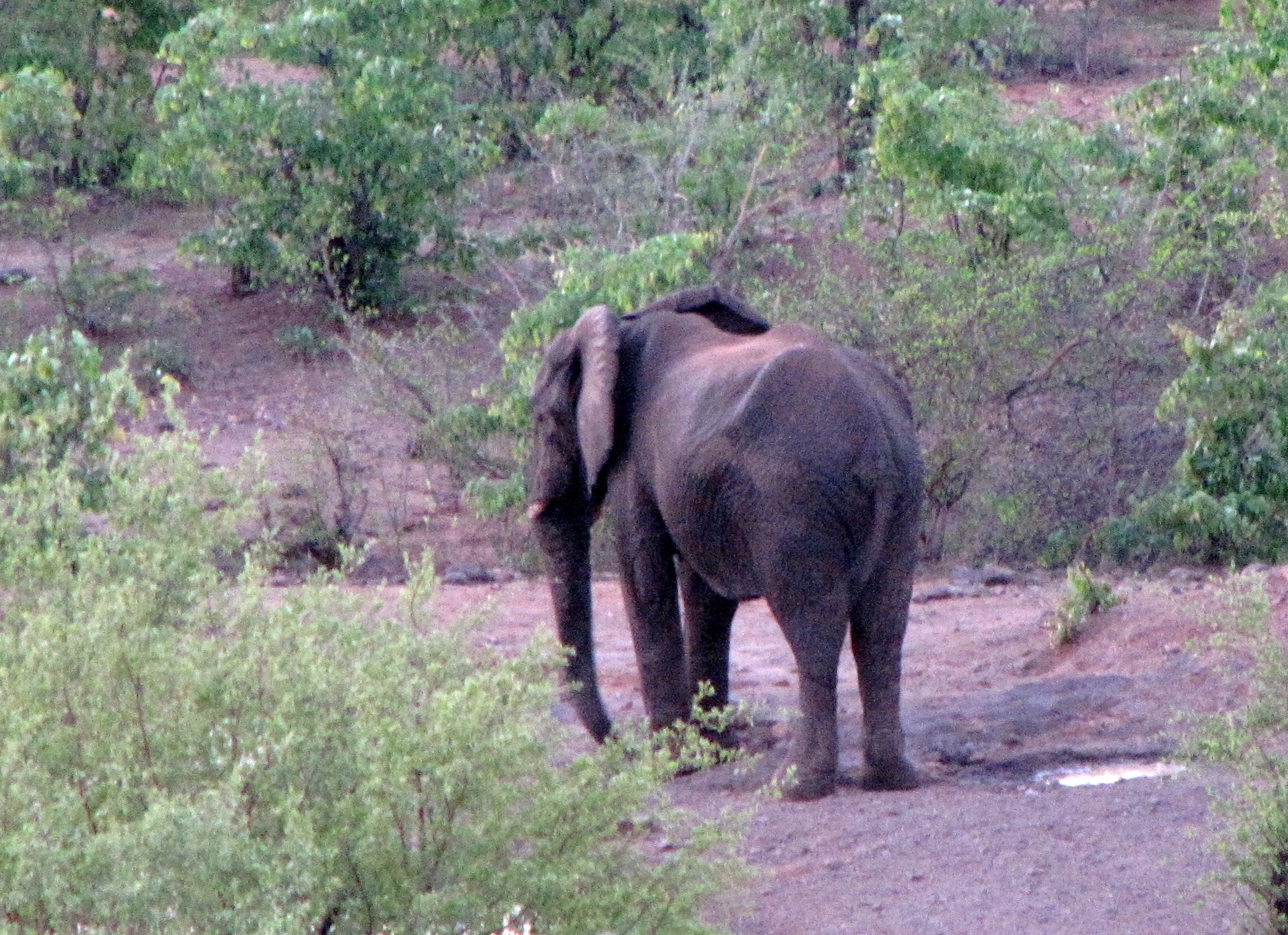 animal elephant reserve and five 4k, HD Wallpaper